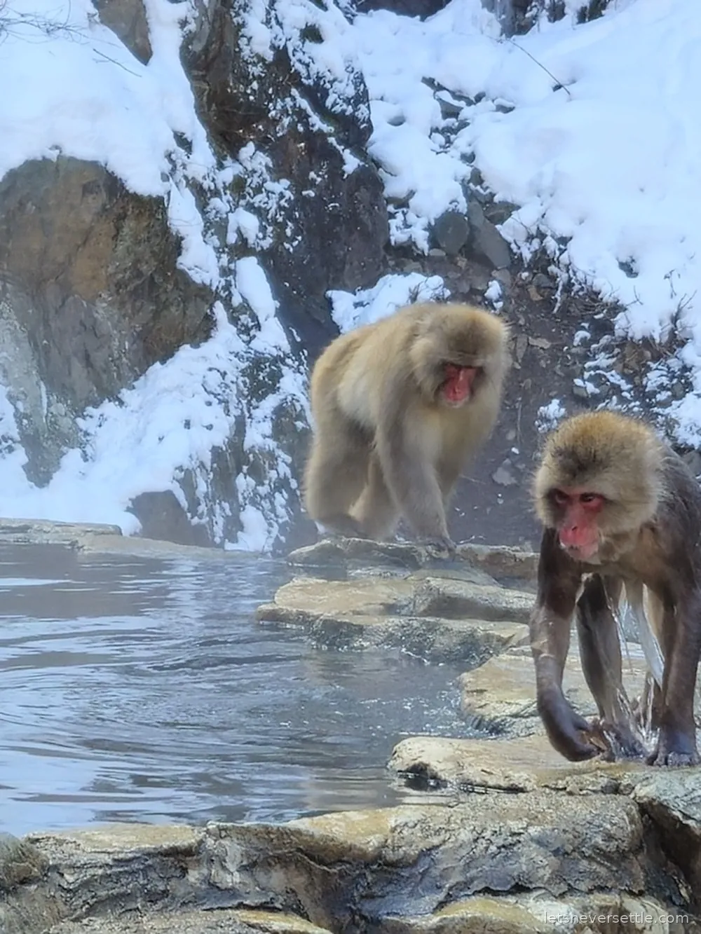 Two Japanese macaques on snow-covered rocks above the hot spring, one walking towards the water