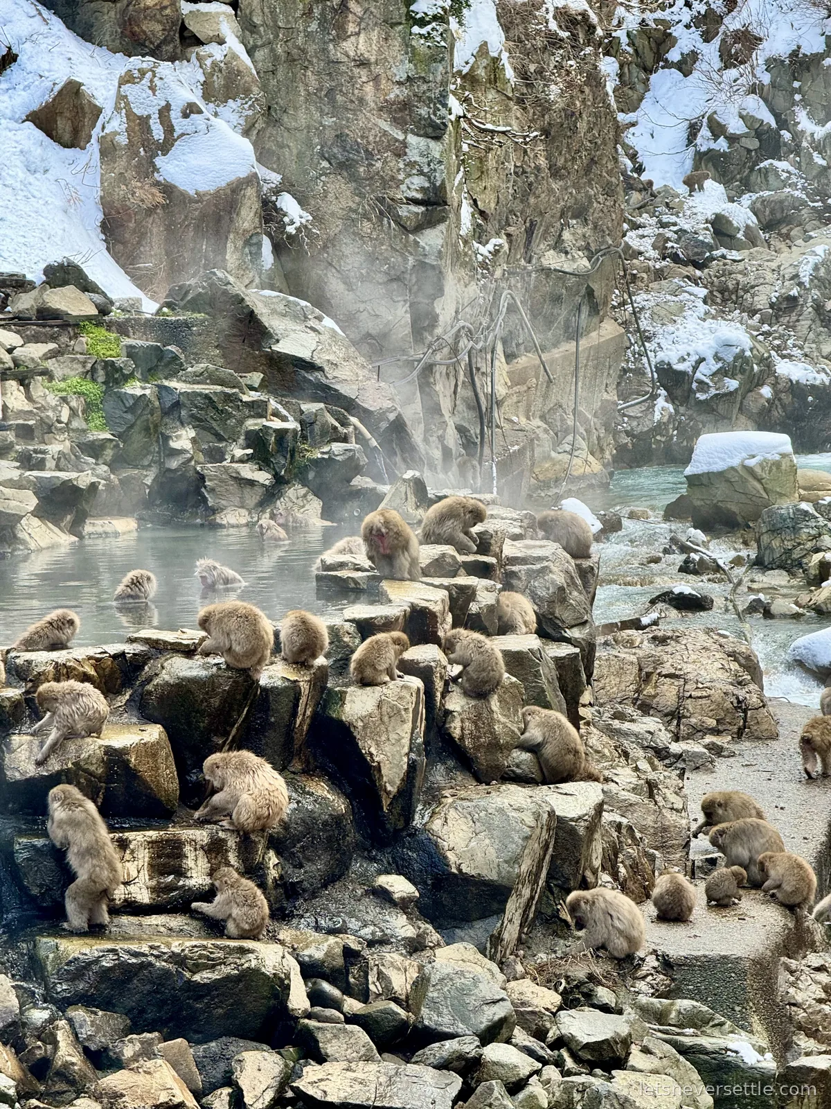 Dozens of Japanese macaques gathered on snowy rocks beside a steaming river at the bottom of a gorge