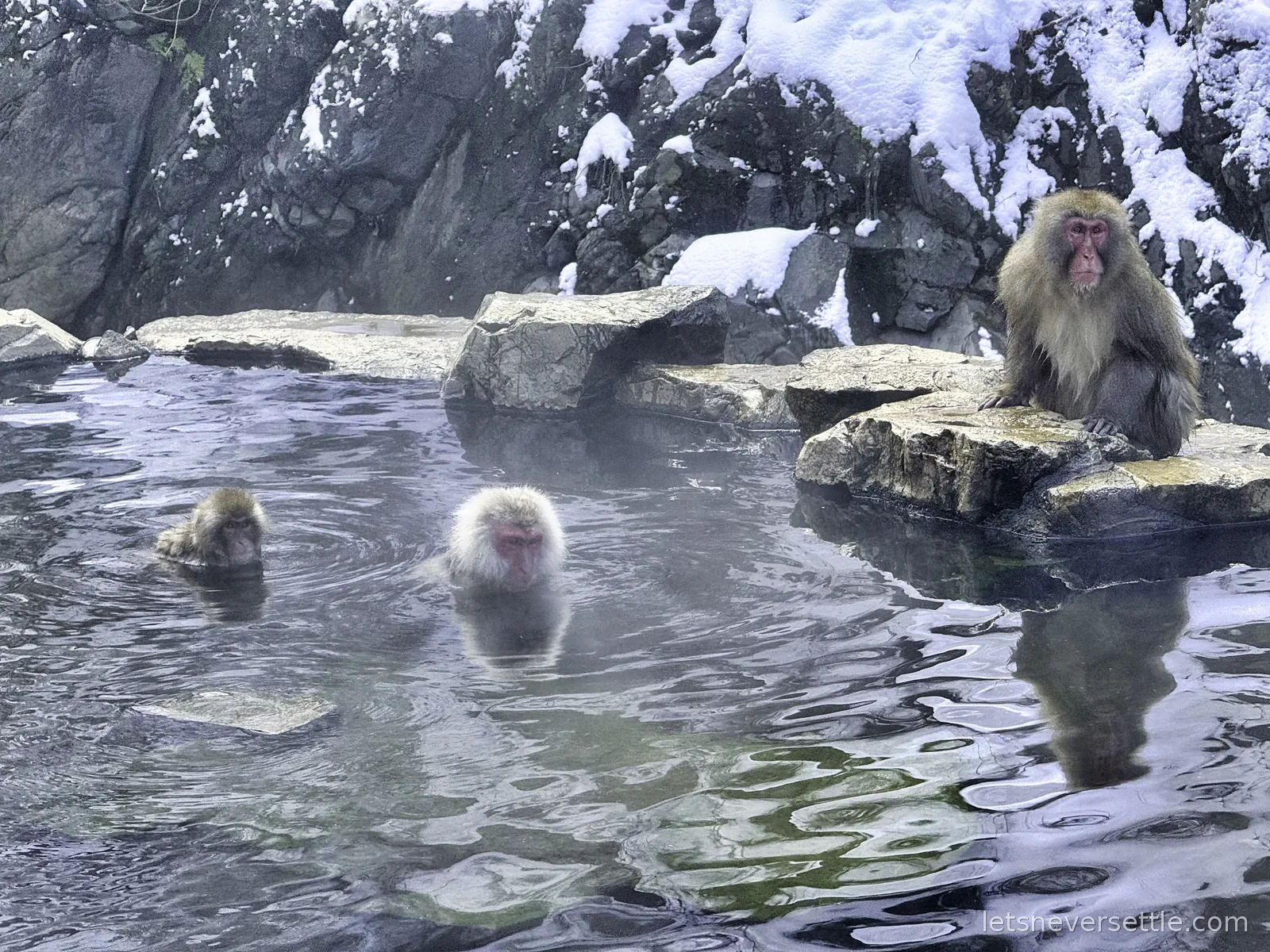 Three Japanese macaques at a steaming hot spring pool, two soaking up to their shoulders and one sitting on the snowy rocks