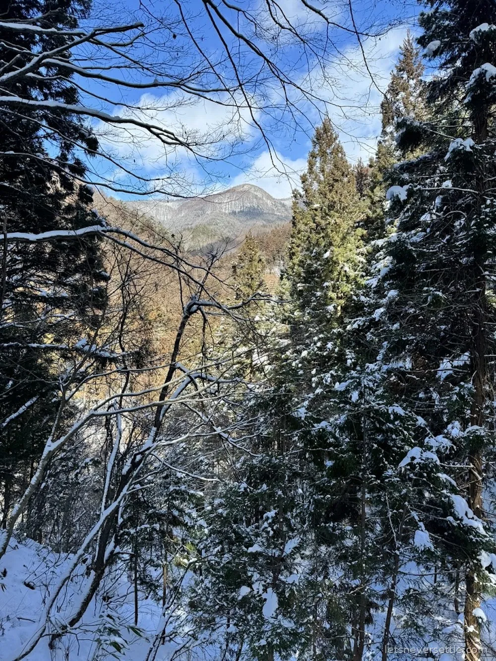 Snow-covered pine trees against a bright blue sky on the trail to Jigokudani Monkey Park