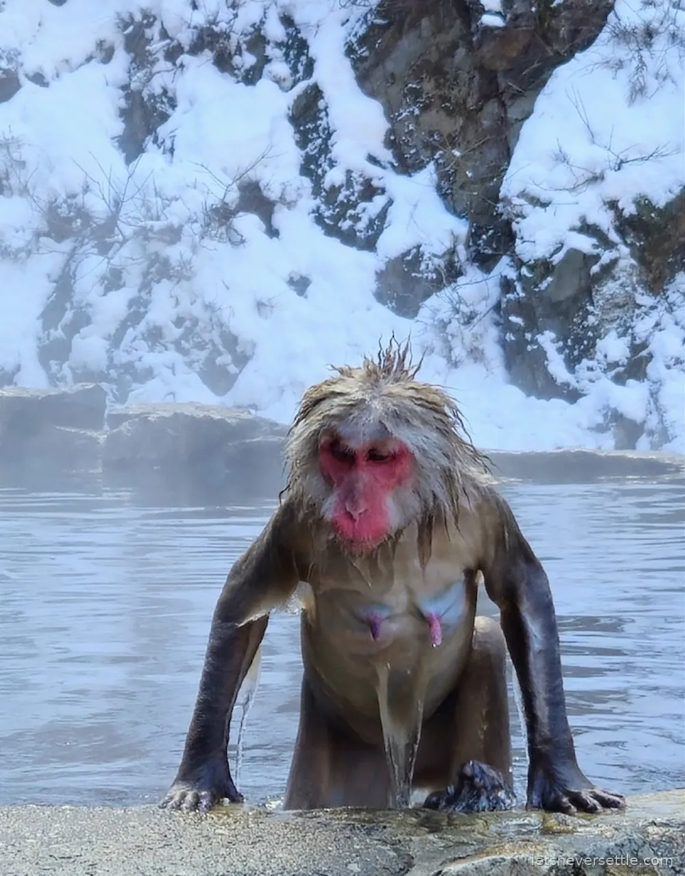 A soaking wet Japanese macaque with flattened fur and a bright red face climbing out of the hot spring onto the rocks