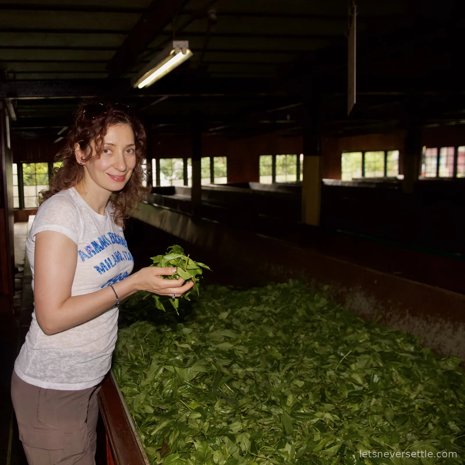Inga holding a handful of fresh green tea leaves over a long withering trough in a dark factory hall