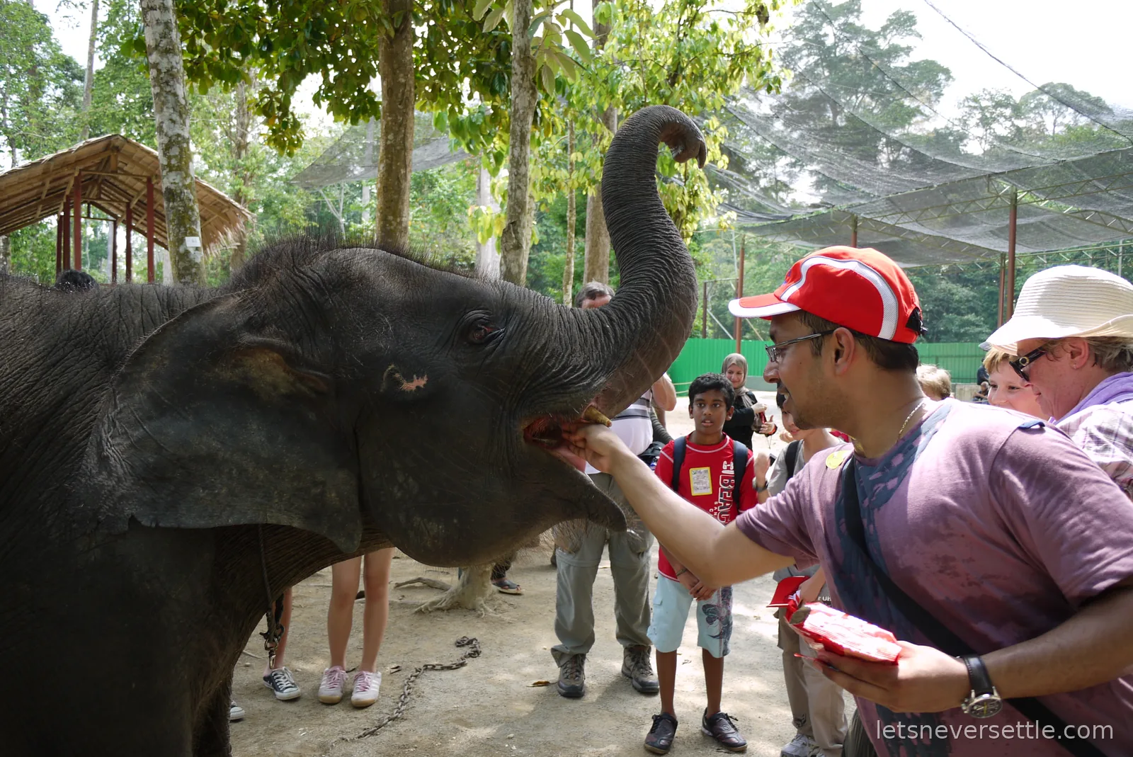 Dileep in a red cap feeding a young elephant by the rail with other visitors at Kuala Gandah