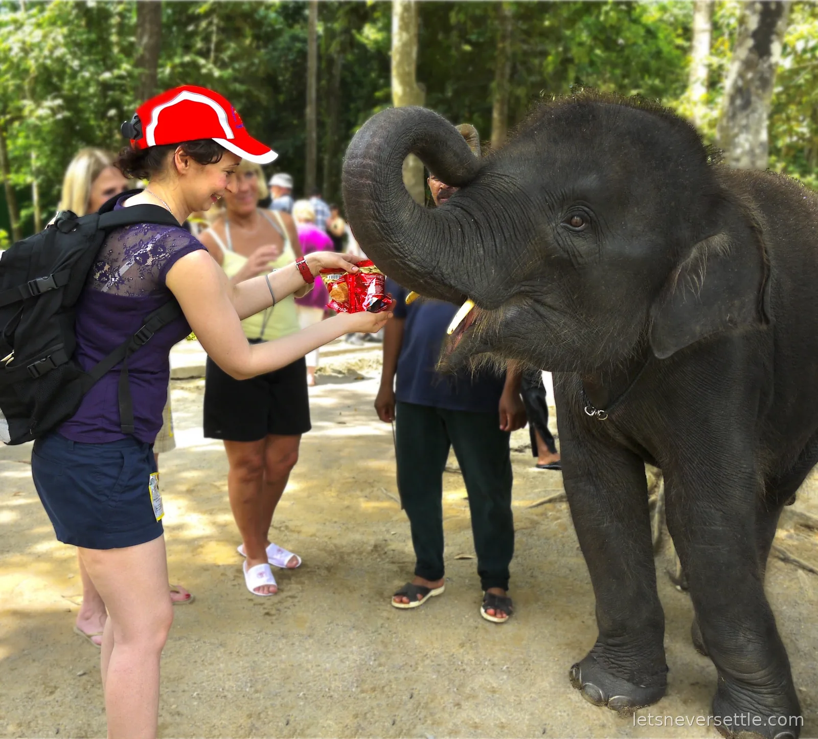Inga holding out a snack to a young elephant reaching over with its trunk at Kuala Gandah