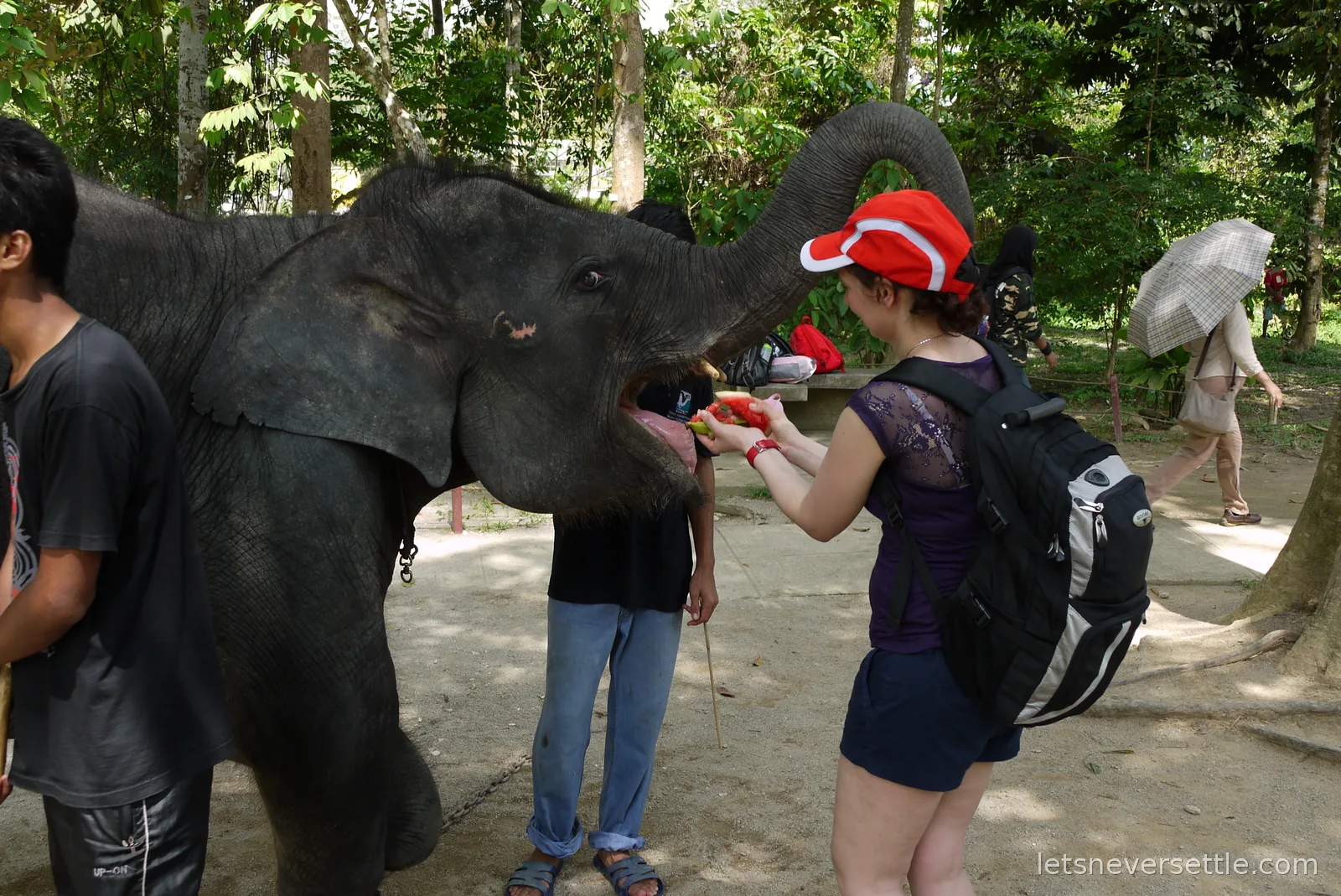Inga feeding a chunk of watermelon to a young elephant at the Kuala Gandah sanctuary