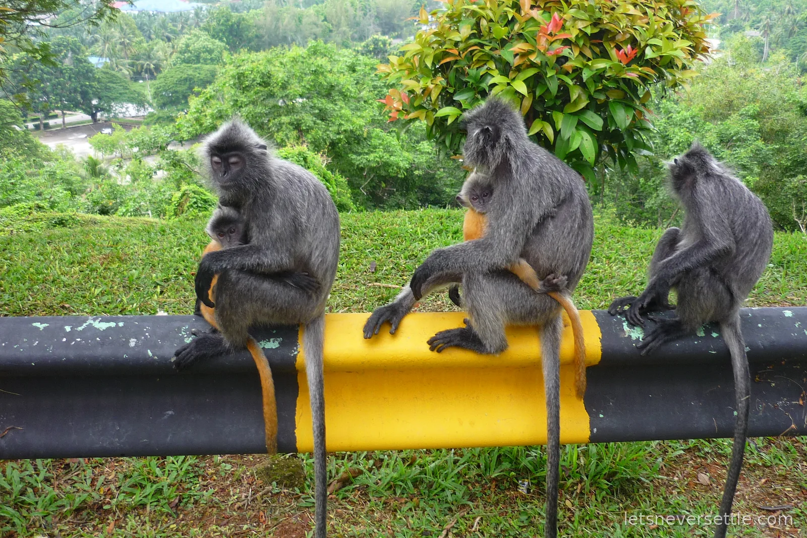 Silvered leaf monkeys with a bright orange baby sitting on a black and yellow railing above the town