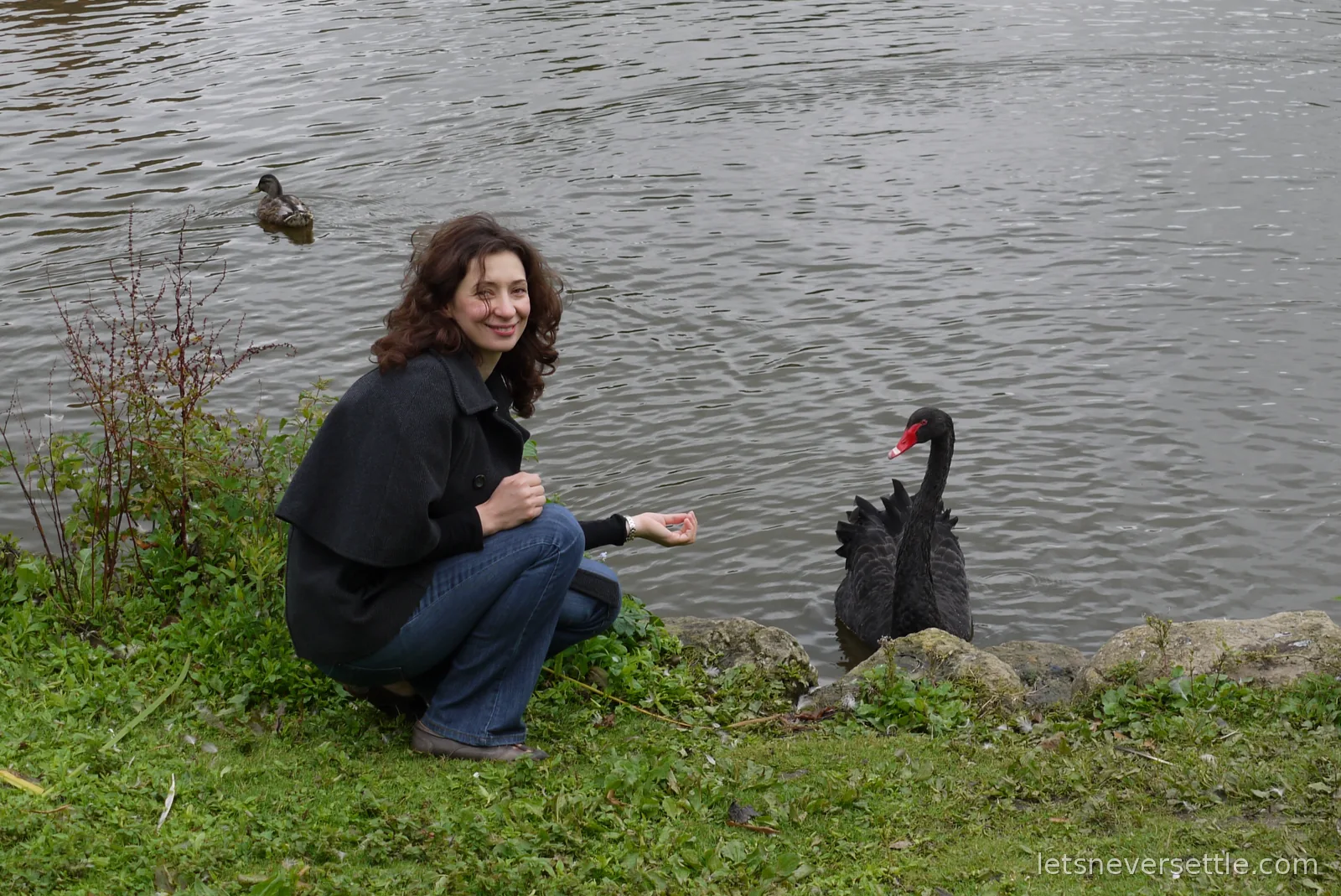 Inga crouching at the edge of the moat at Leeds Castle, offering her hand to a black swan with a red beak while a duck paddles past