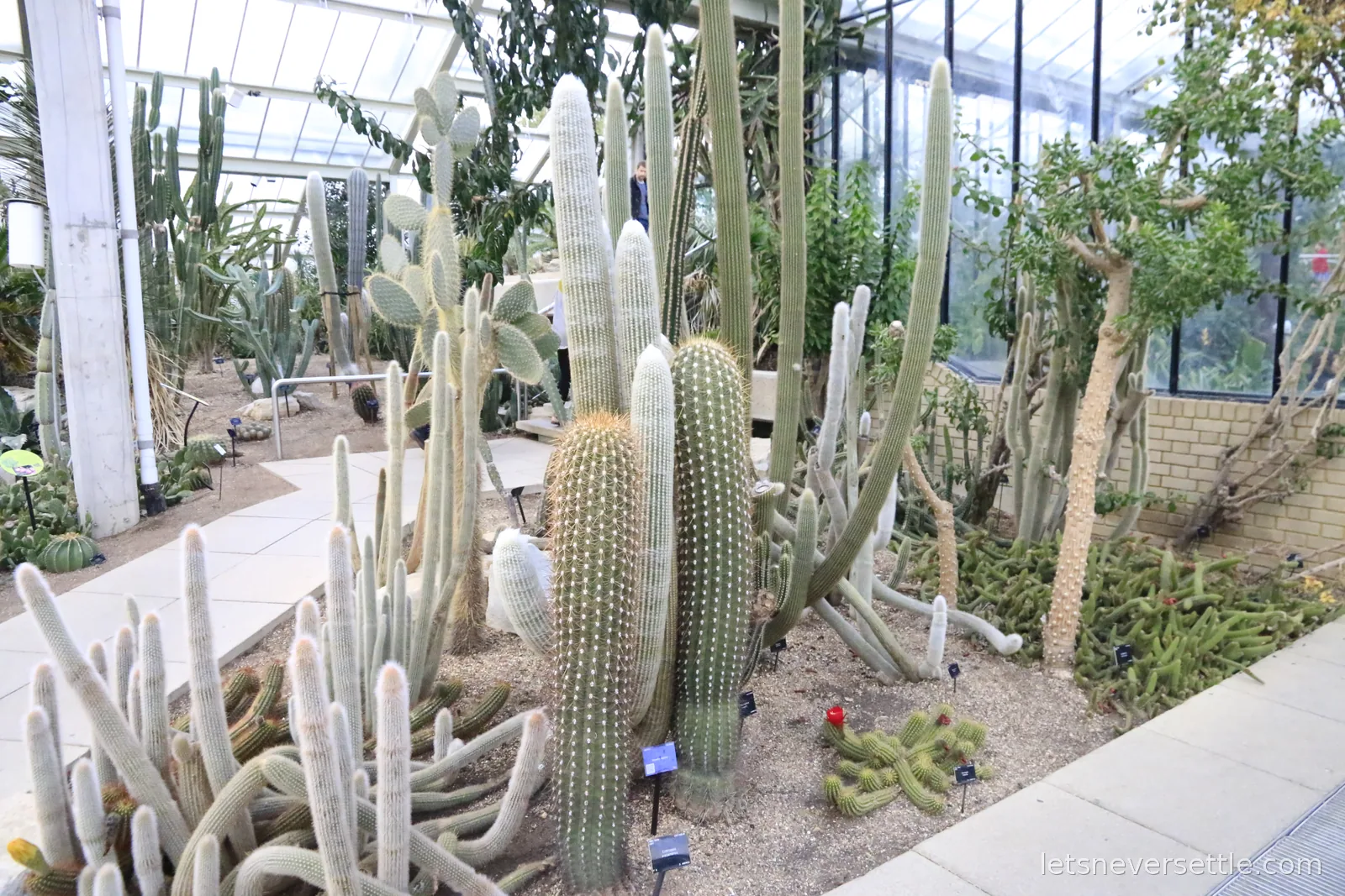 Beds of tall columnar cacti and prickly pears inside the Princess of Wales Conservatory at Kew Gardens