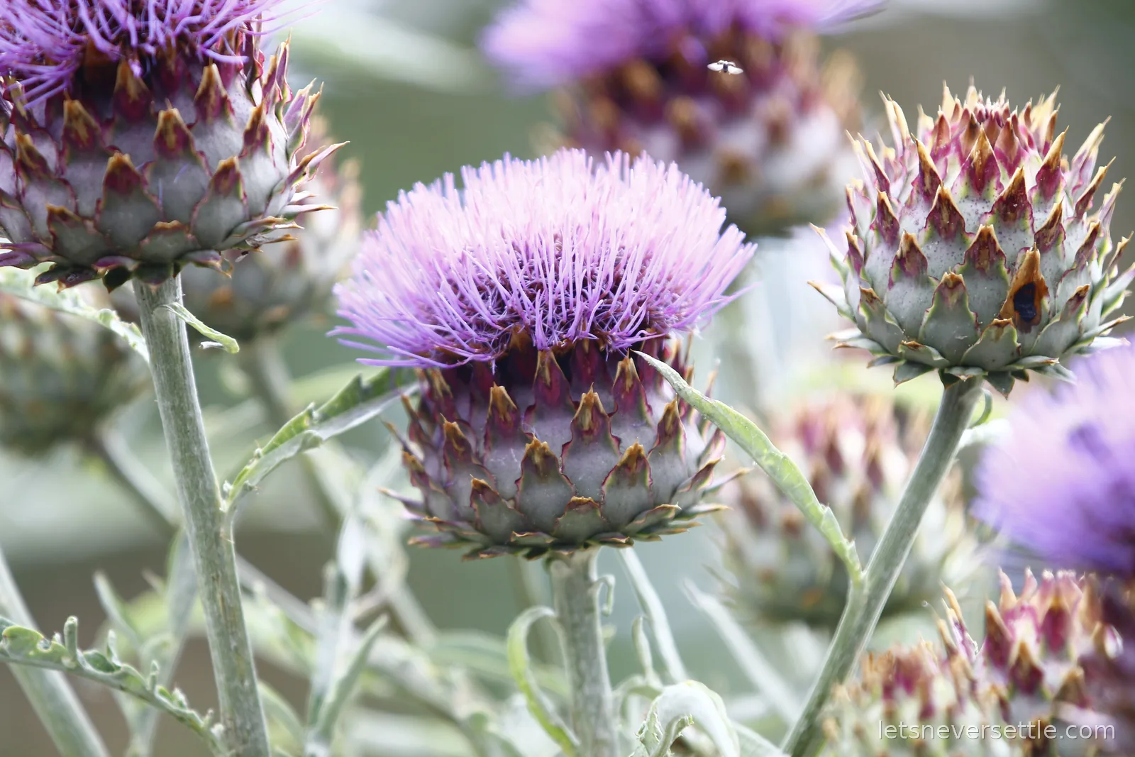 Close-up of purple cardoon flowerheads with their spiky silver bracts in a border at Kew Gardens