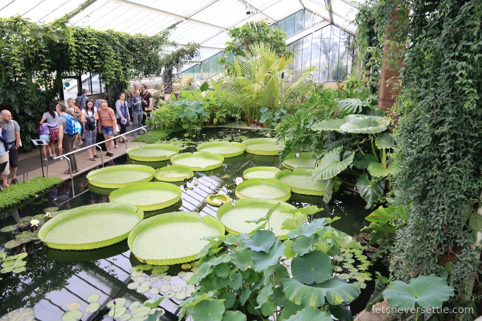 A pond of giant round waterlily pads with upturned rims inside a glasshouse at Kew Gardens, visitors watching from the walkway