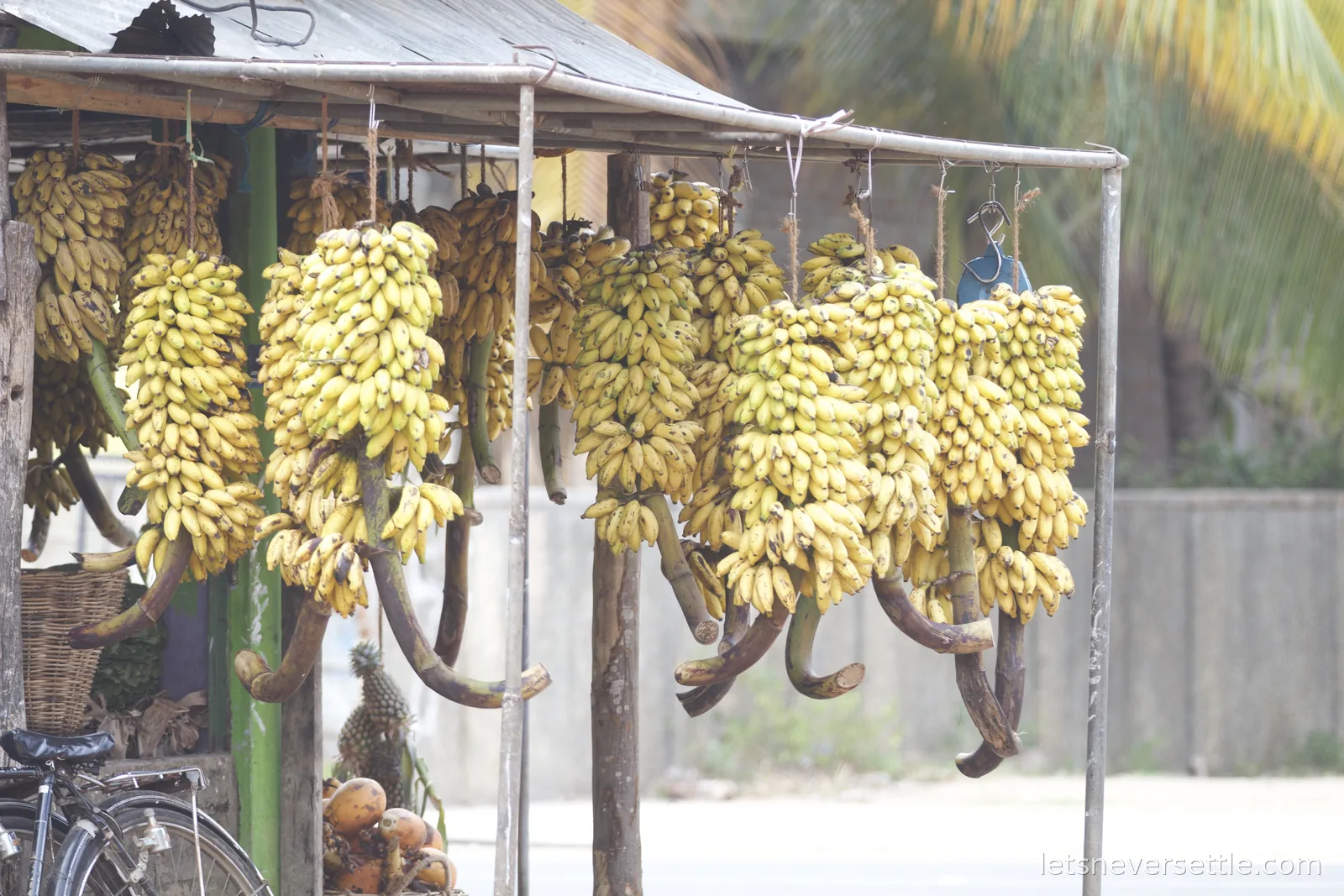 Dozens of whole banana bunches hanging from the frame of a roadside stall, coconut palms behind