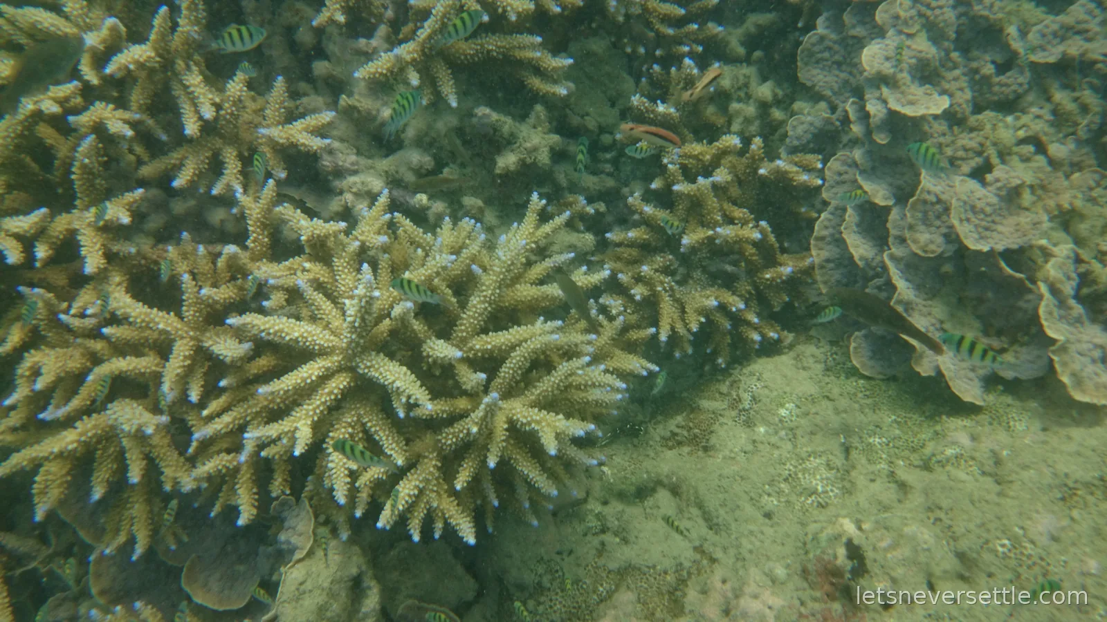 Small striped sergeant major fish swimming through a dense field of staghorn and plate coral