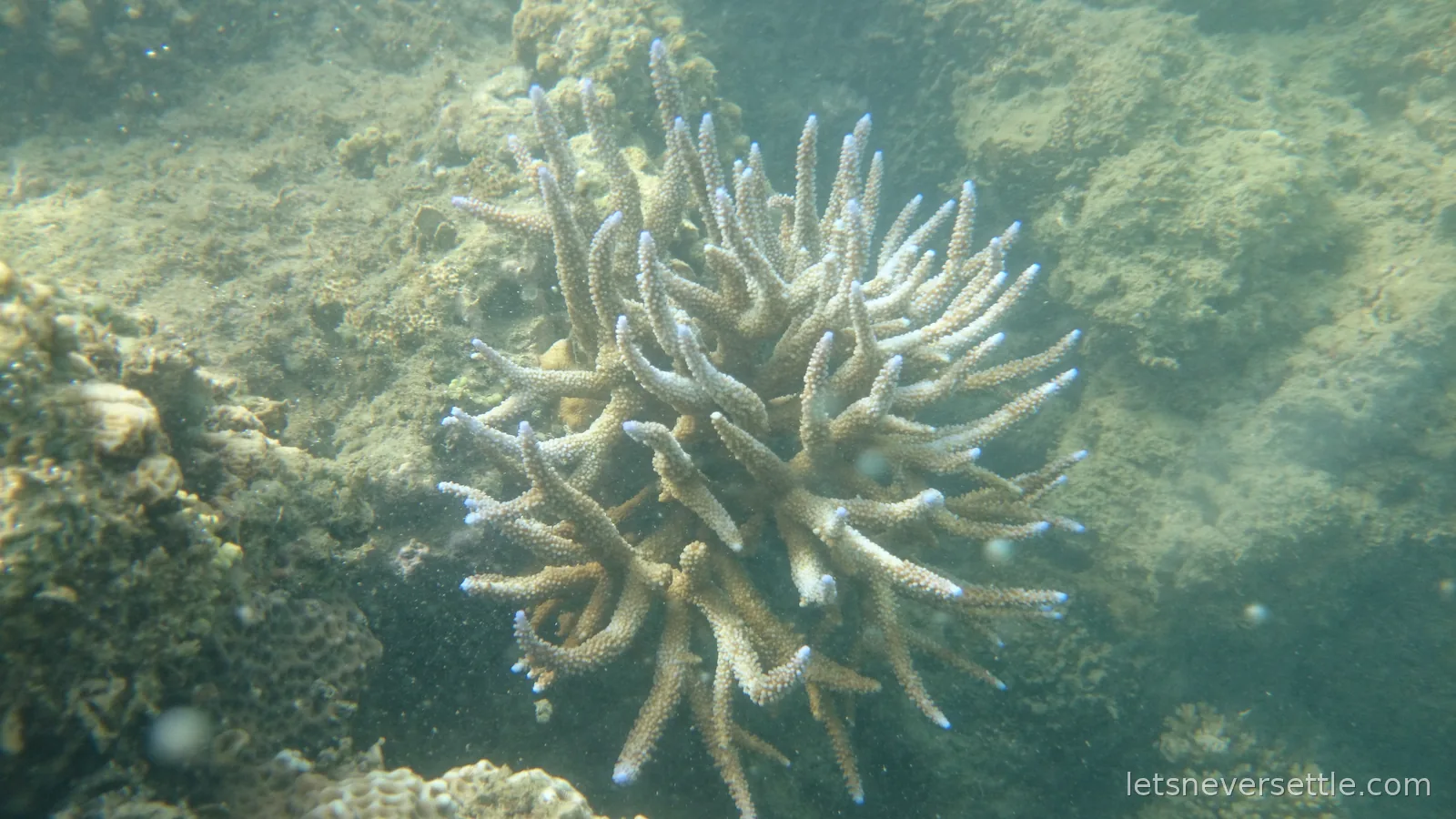 A staghorn coral head with pale blue tips growing on the reef in green-blue water