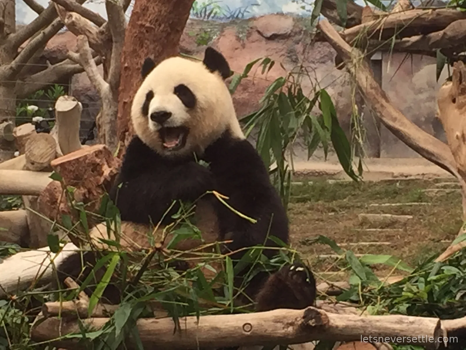 A giant panda sitting upright with its mouth open, holding a pile of leafy bamboo in the Macao Giant Panda Pavilion