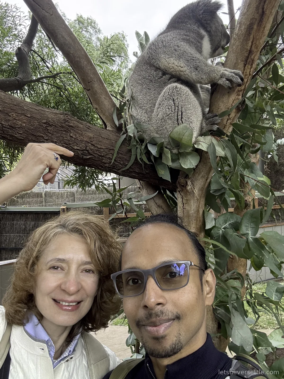 Inga and Dileep taking a selfie under a koala sitting in the fork of a eucalyptus tree above them