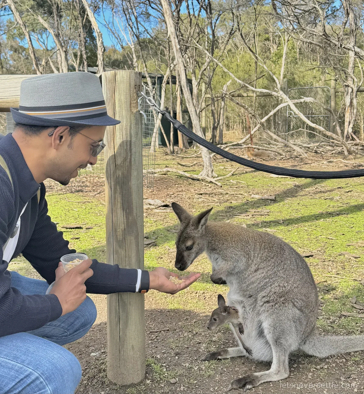 Dileep in a trilby hat crouching to hand-feed a wallaby that has a joey looking out of its pouch