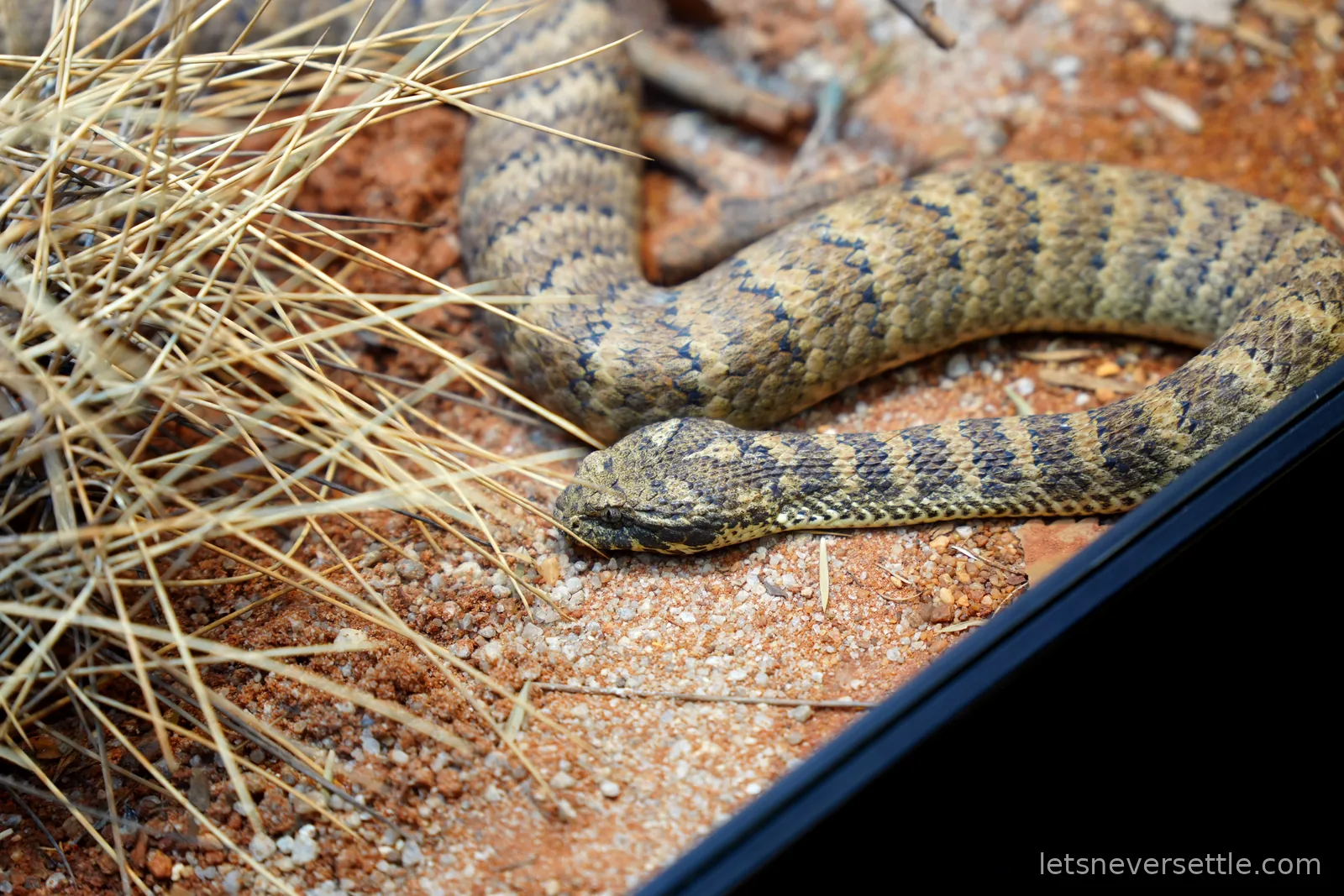 A thick patterned snake with dark banding lying on red desert sand behind glass in a reptile house