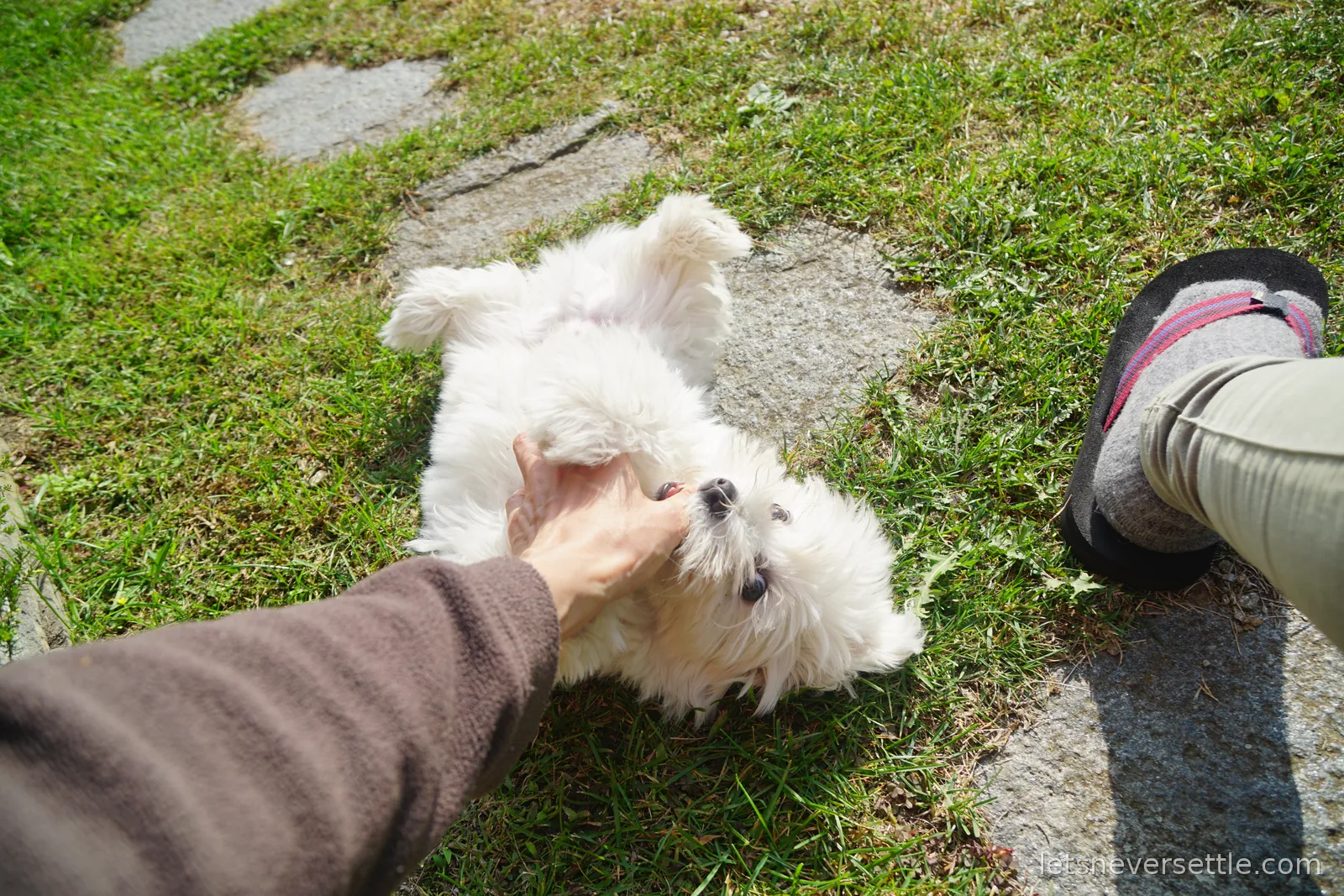 A small fluffy white dog lying on its back on grass beside a stone path, having its chin scratched by an outstretched hand