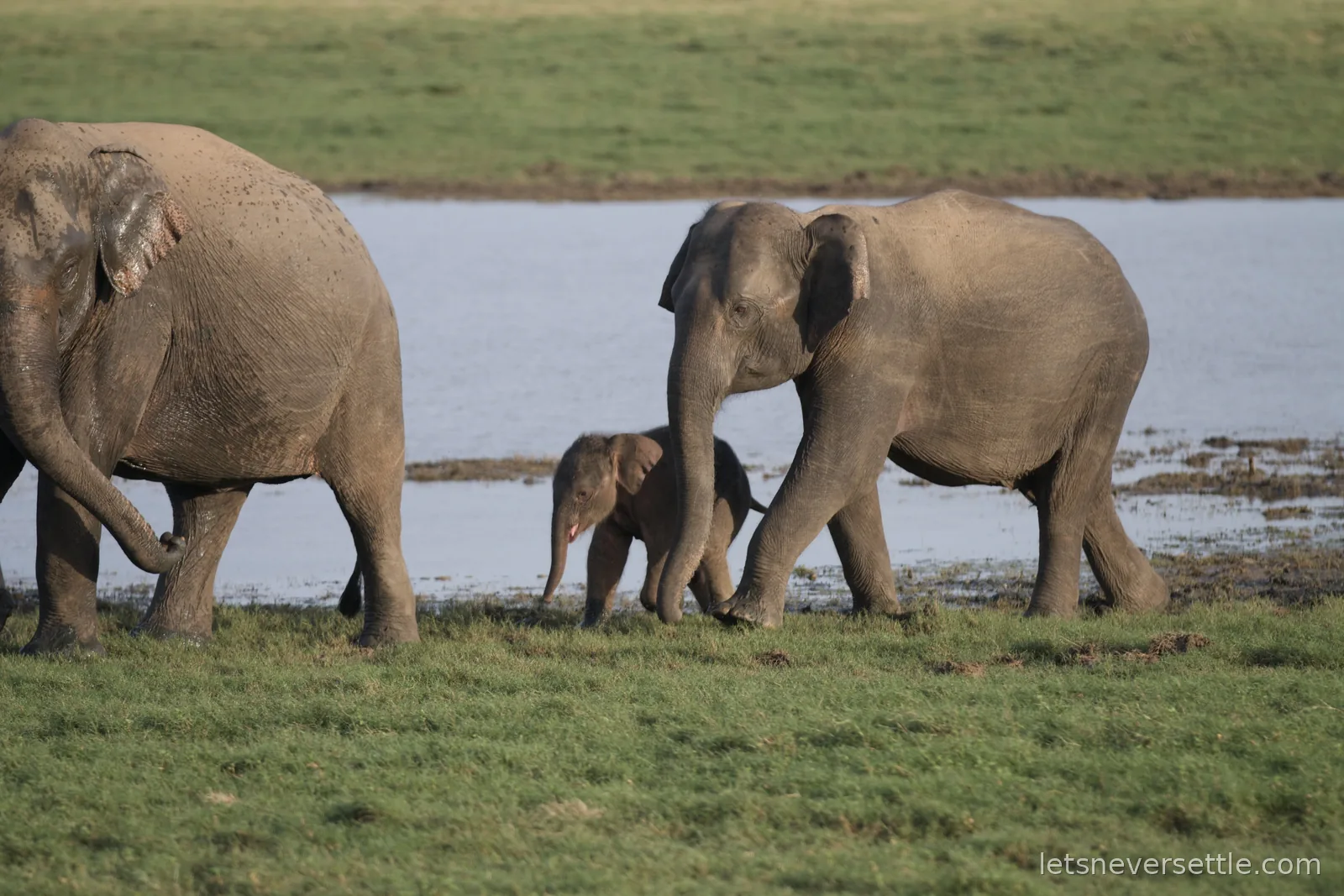 A close elephant grazing with a herd bathing in the Minneriya tank behind it