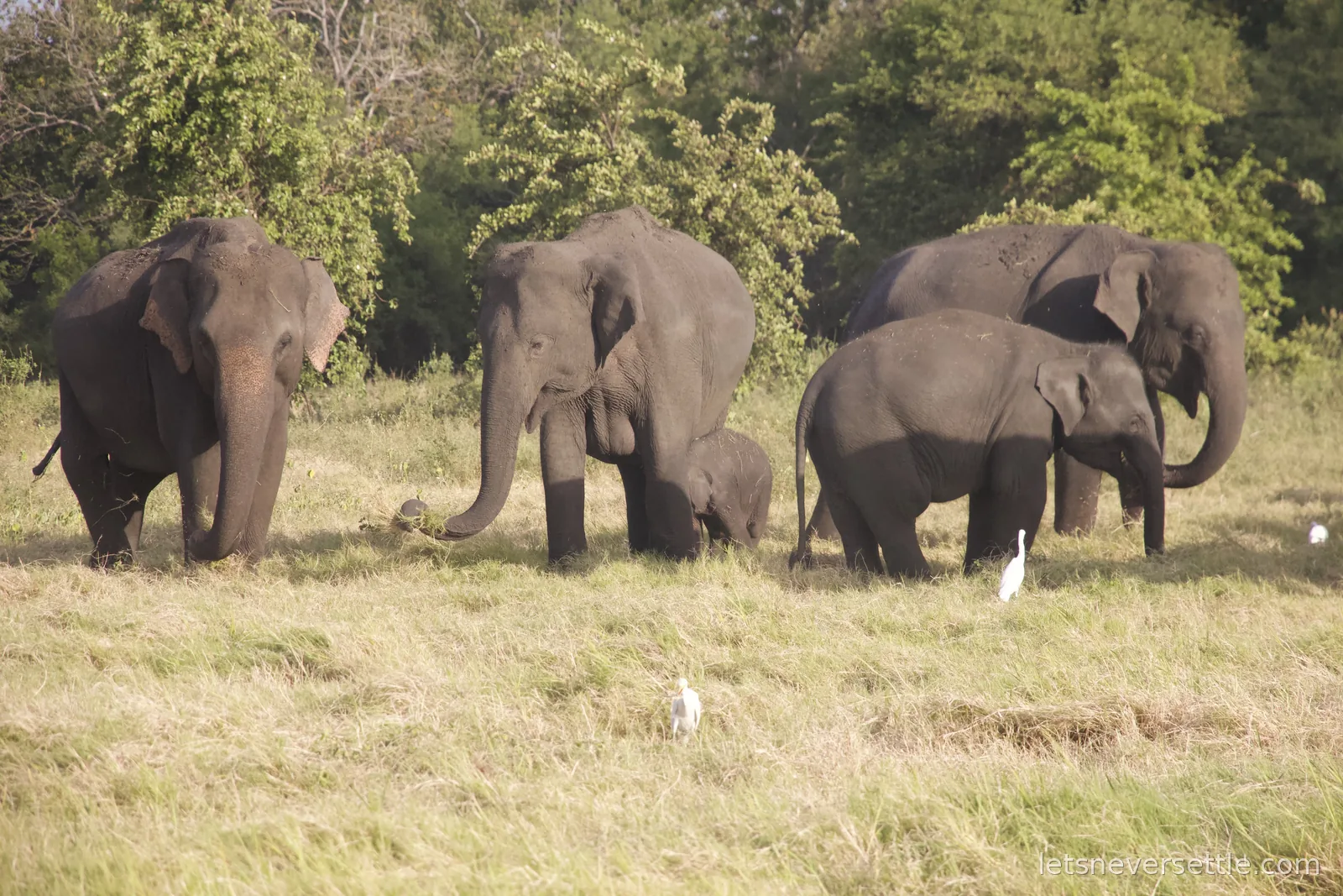 A family group of Asian elephants with a small calf grazing in tall grass, white egrets picking around their feet