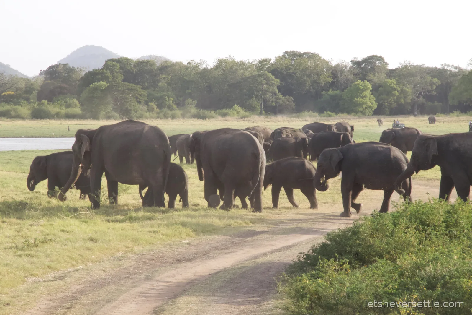 A herd of elephants with calves crossing the sandy jeep track beside the water at Minneriya