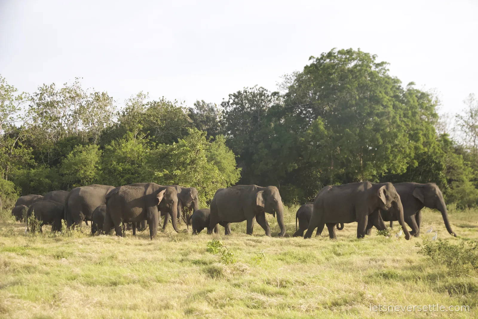 A long line of wild elephants with several calves walking across open grassland in front of the treeline at Minneriya