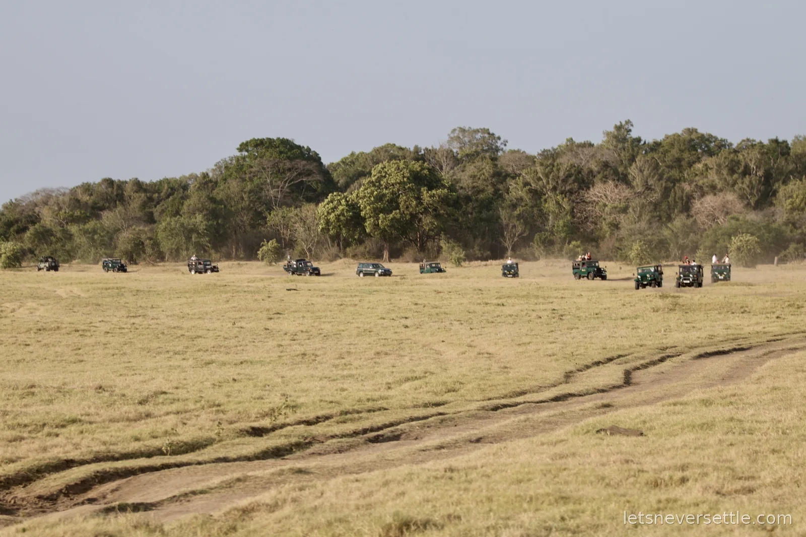 A long line of safari jeeps spread across the open grassland at Minneriya in evening light