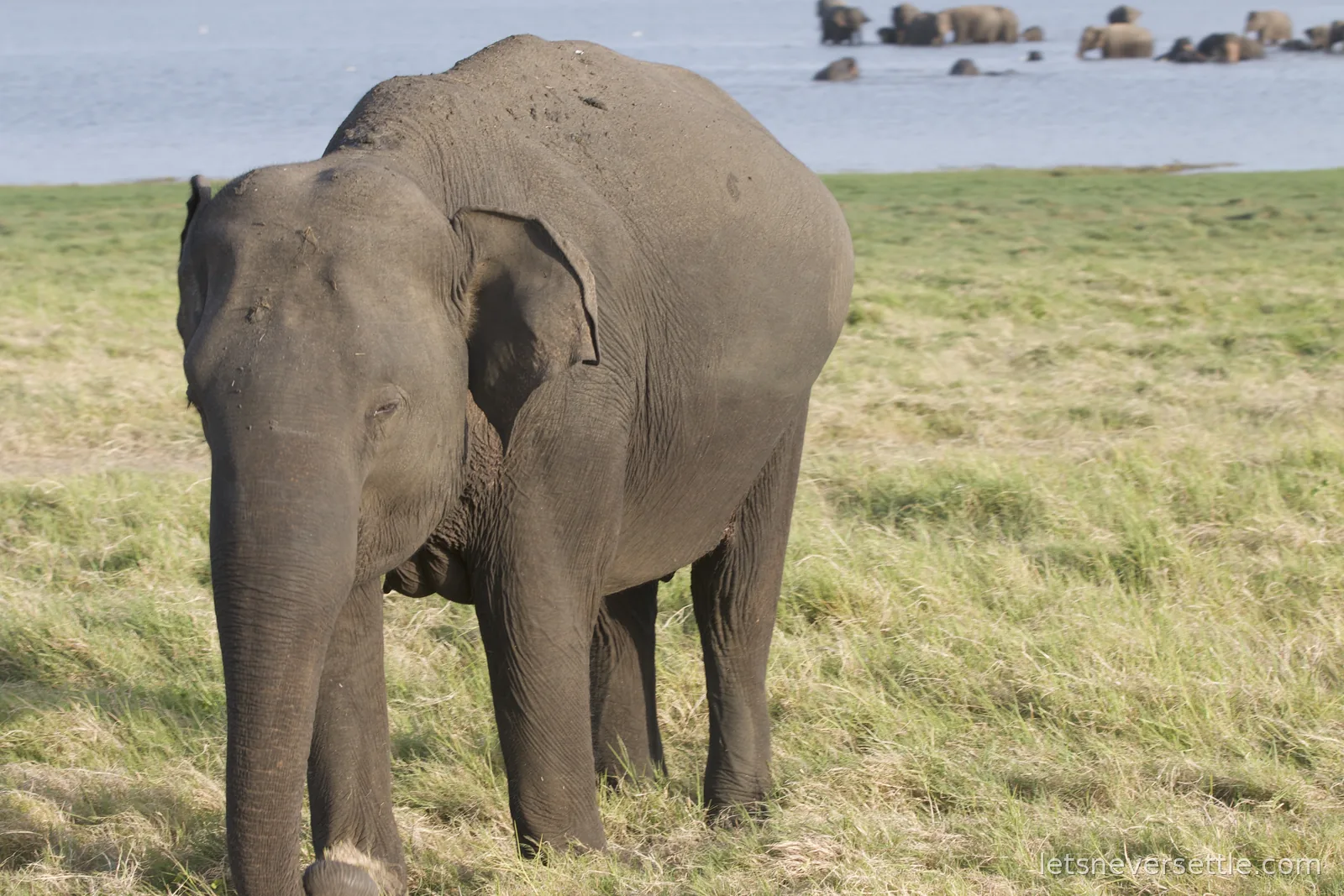 A mother elephant walking along the water's edge with a very small calf keeping close to her front legs