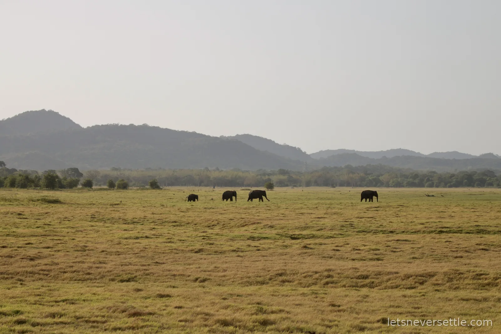 Four elephants crossing a wide golden plain in silhouette with forested hills behind at Minneriya
