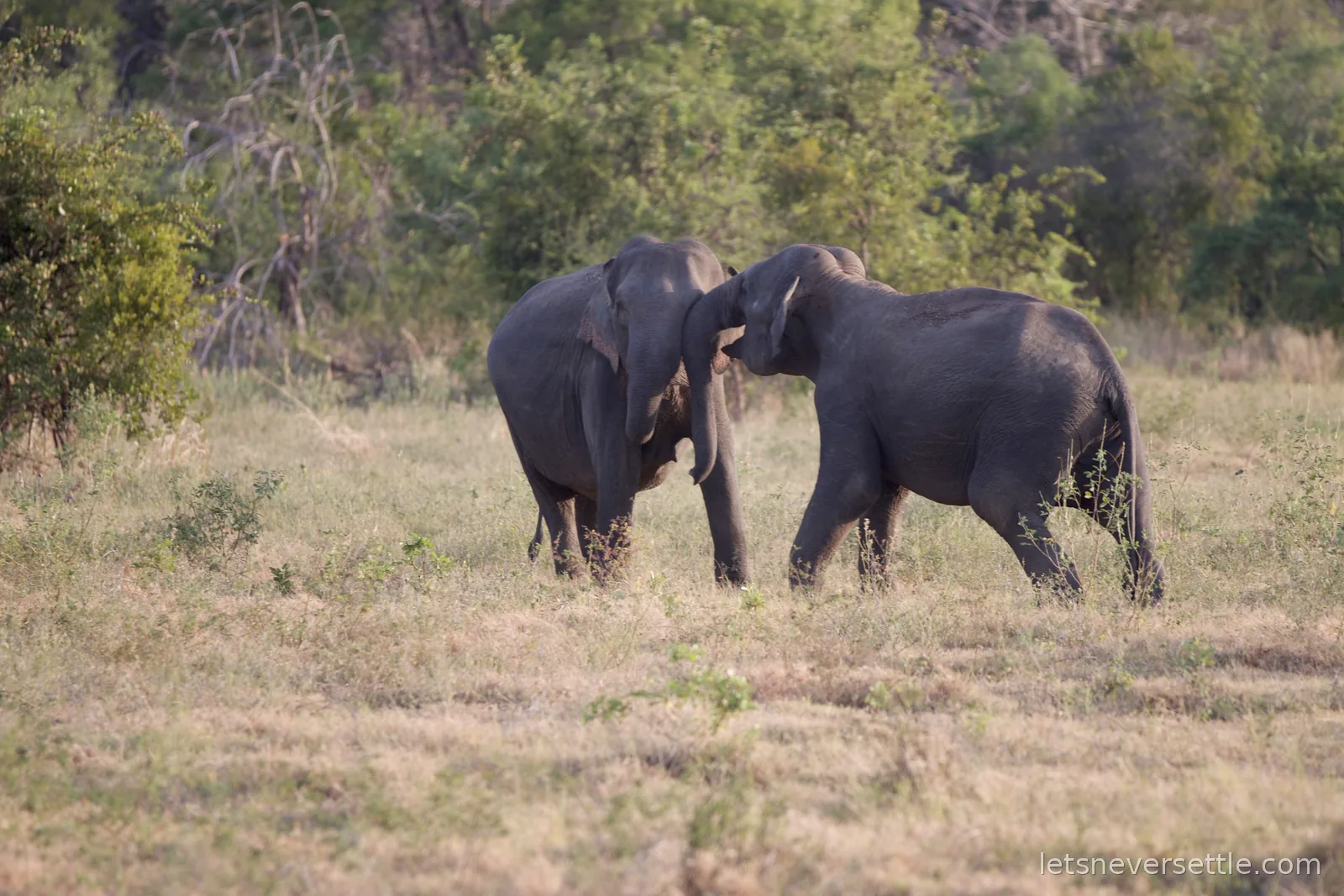 Two young elephants facing each other with trunks entwined, sparring in scrubland at Minneriya