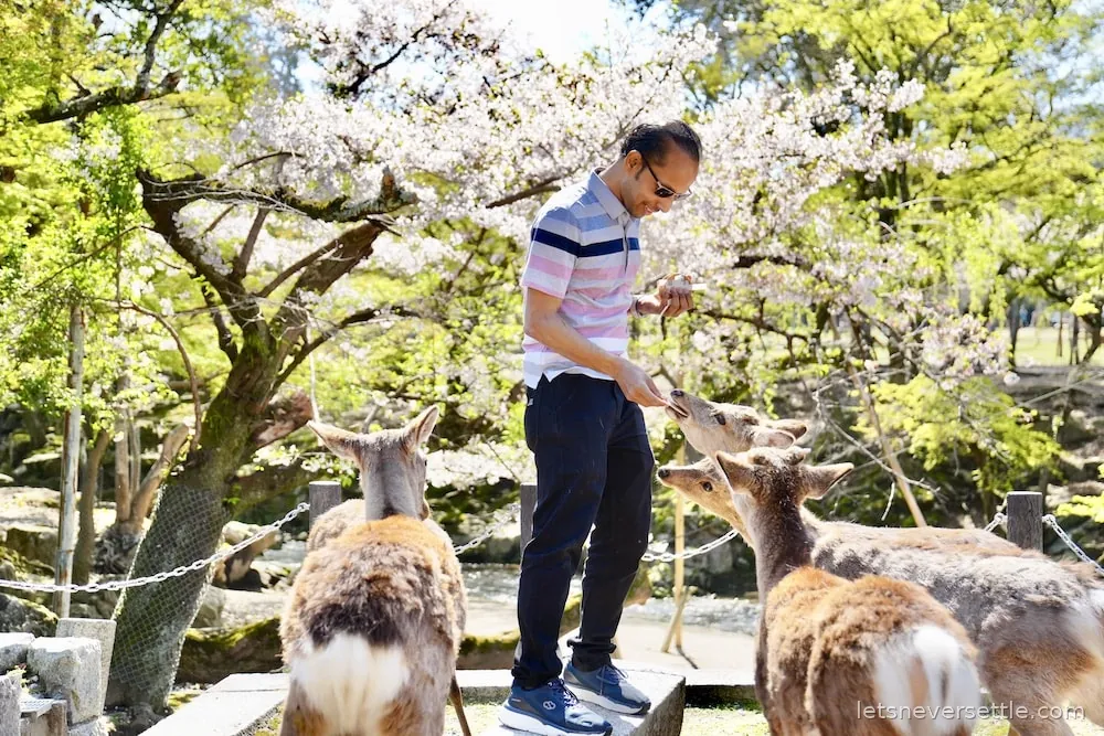 Dileep in a striped polo shirt holding out a deer cracker to several sika deer under white cherry blossom in Nara park