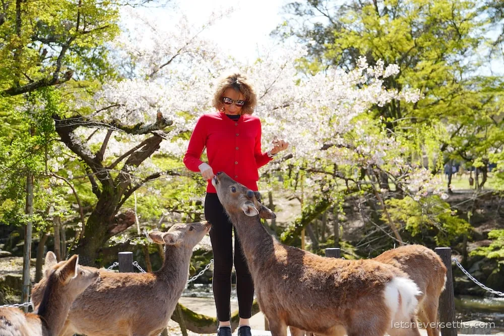 Inga in a red cardigan feeding a deer that has stretched its neck up towards her hand, cherry blossom overhead