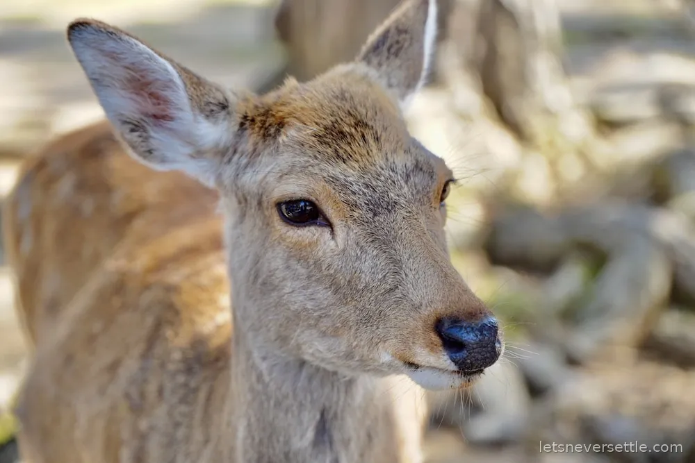 A young sika deer in close-up in Nara, looking sideways at the camera with soft light on its face