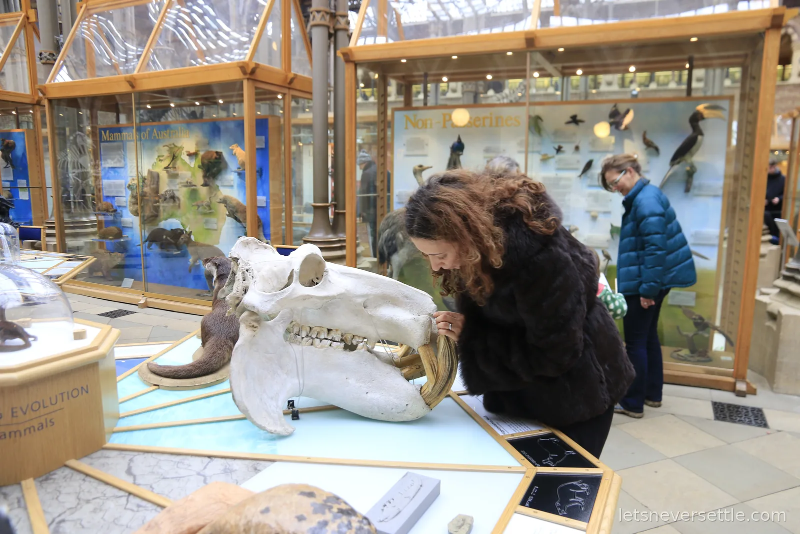 Inga leaning in to look closely at a huge animal skull on open display in the Oxford University Museum of Natural History