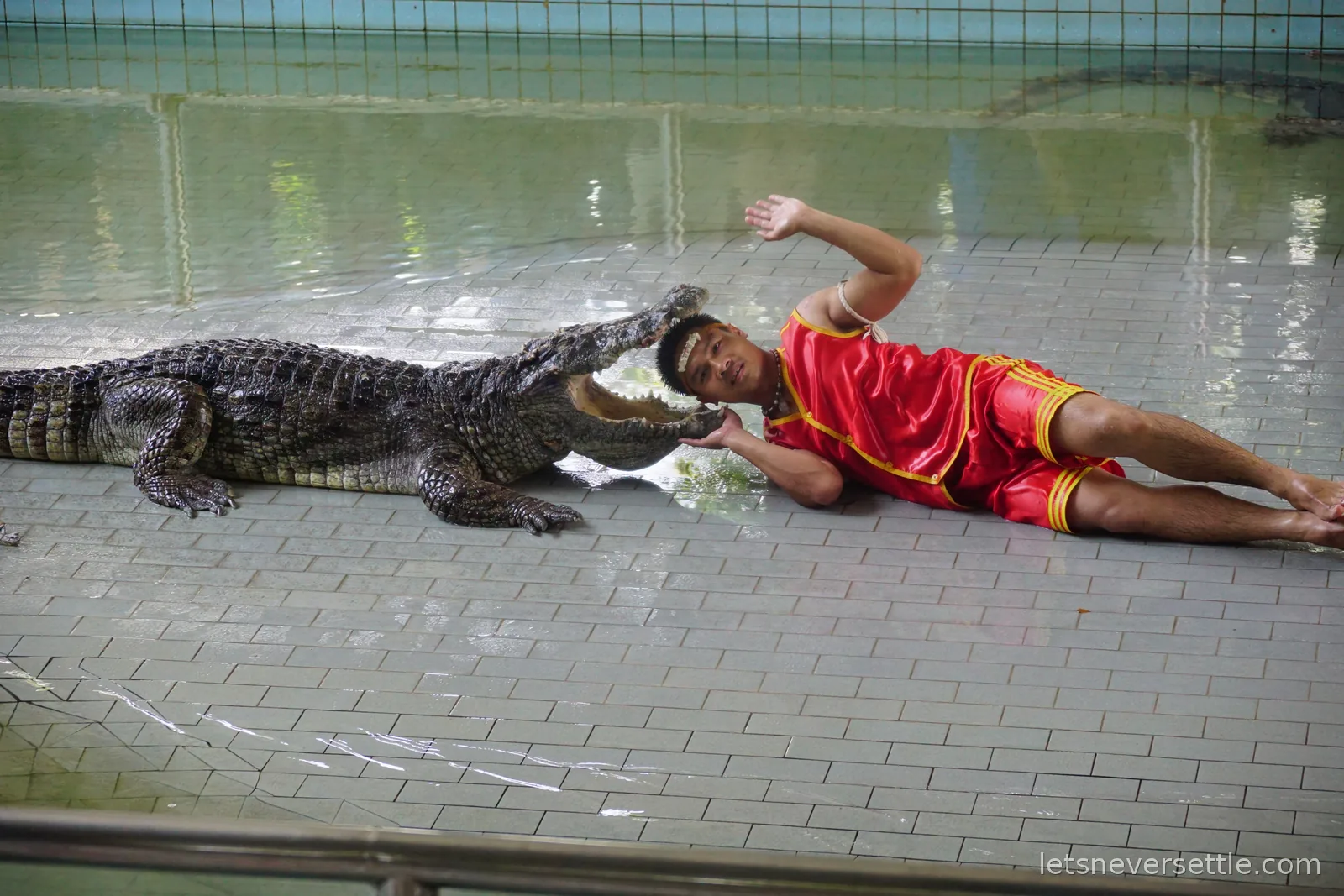 A crocodile handler in a red silk costume lying flat beside a large crocodile with its jaws open around his arm during a show in a tiled pool