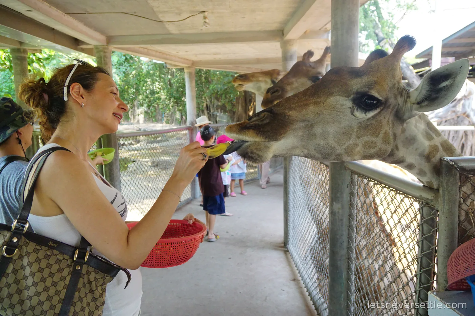 Inga feeding a banana from a green plate to a giraffe leaning over a fence, more giraffes behind it and a red basket of fruit in her other hand