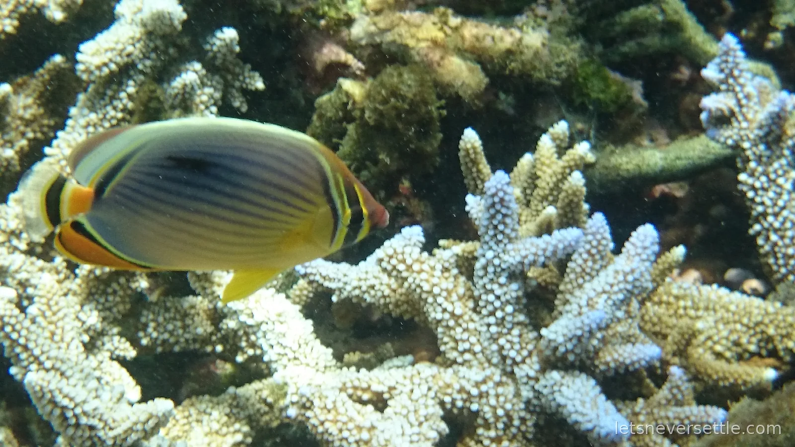 A close-up of a striped butterflyfish with a yellow belly swimming past white branching coral