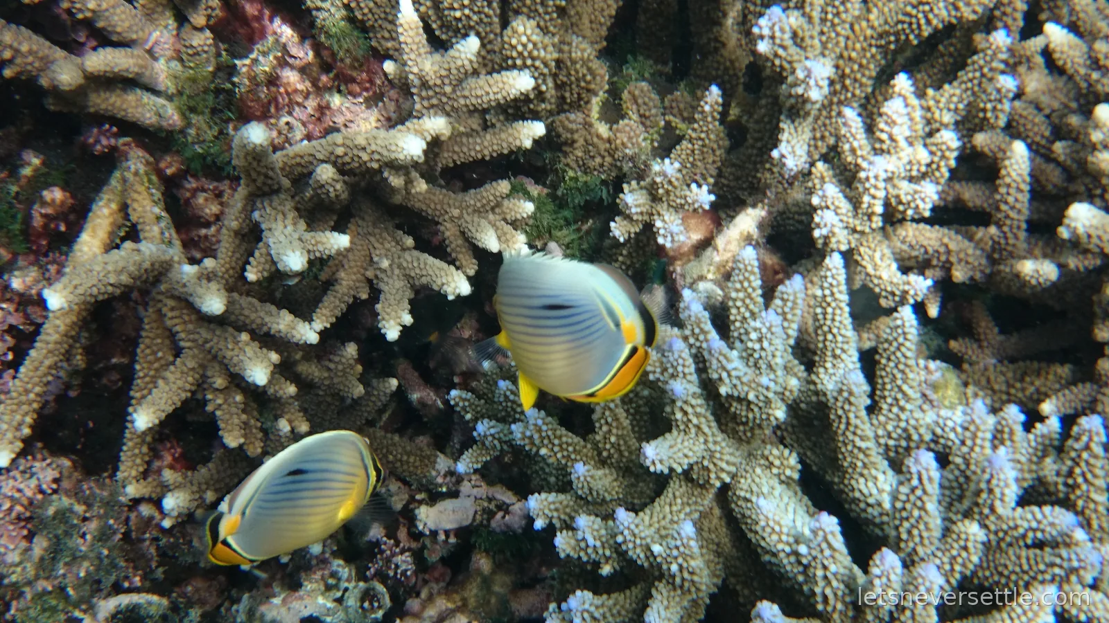Two striped butterflyfish with yellow and orange markings swimming among branching staghorn coral