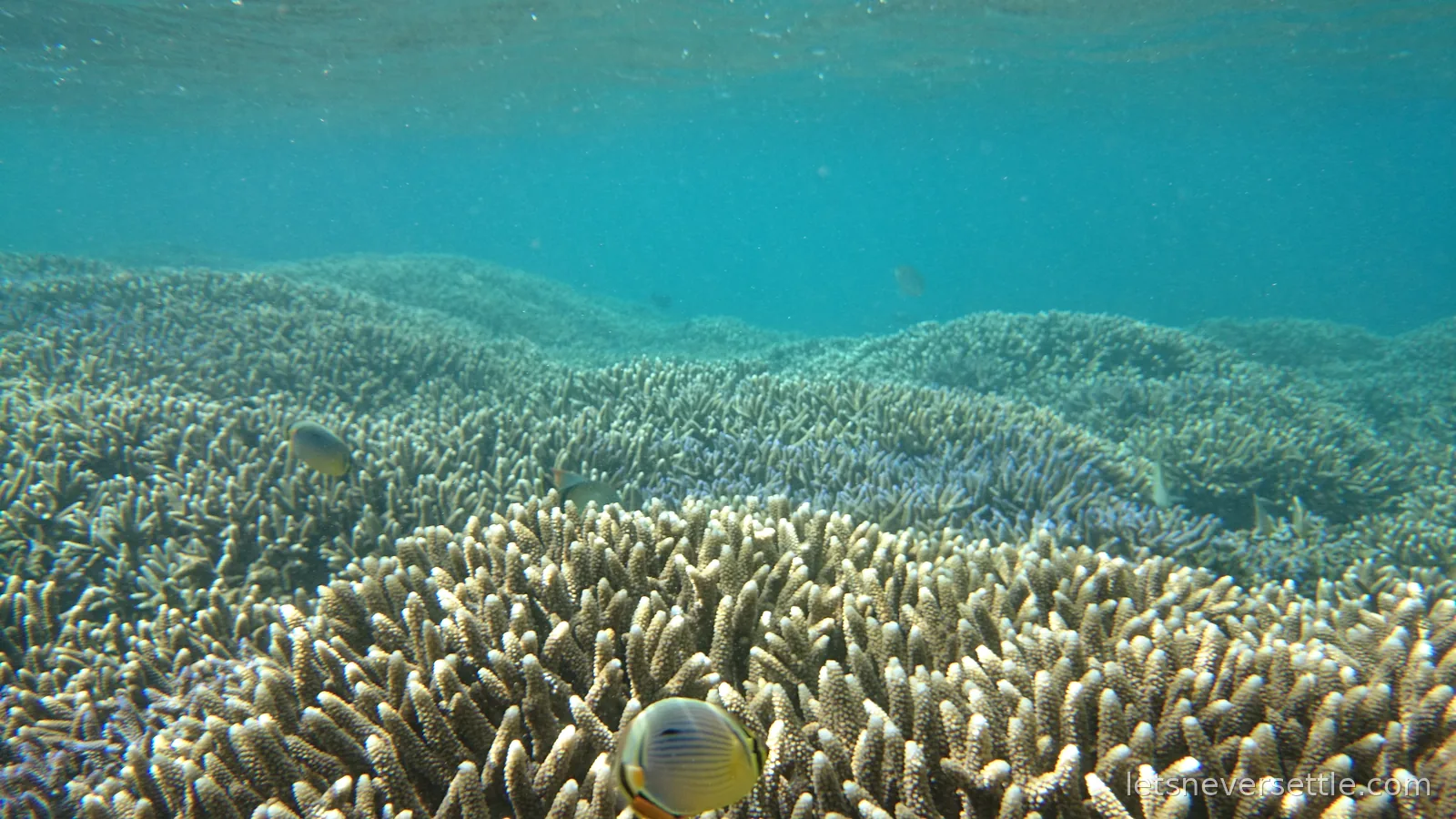 A wide field of pale staghorn coral stretching away under clear blue water, a small butterflyfish in the foreground