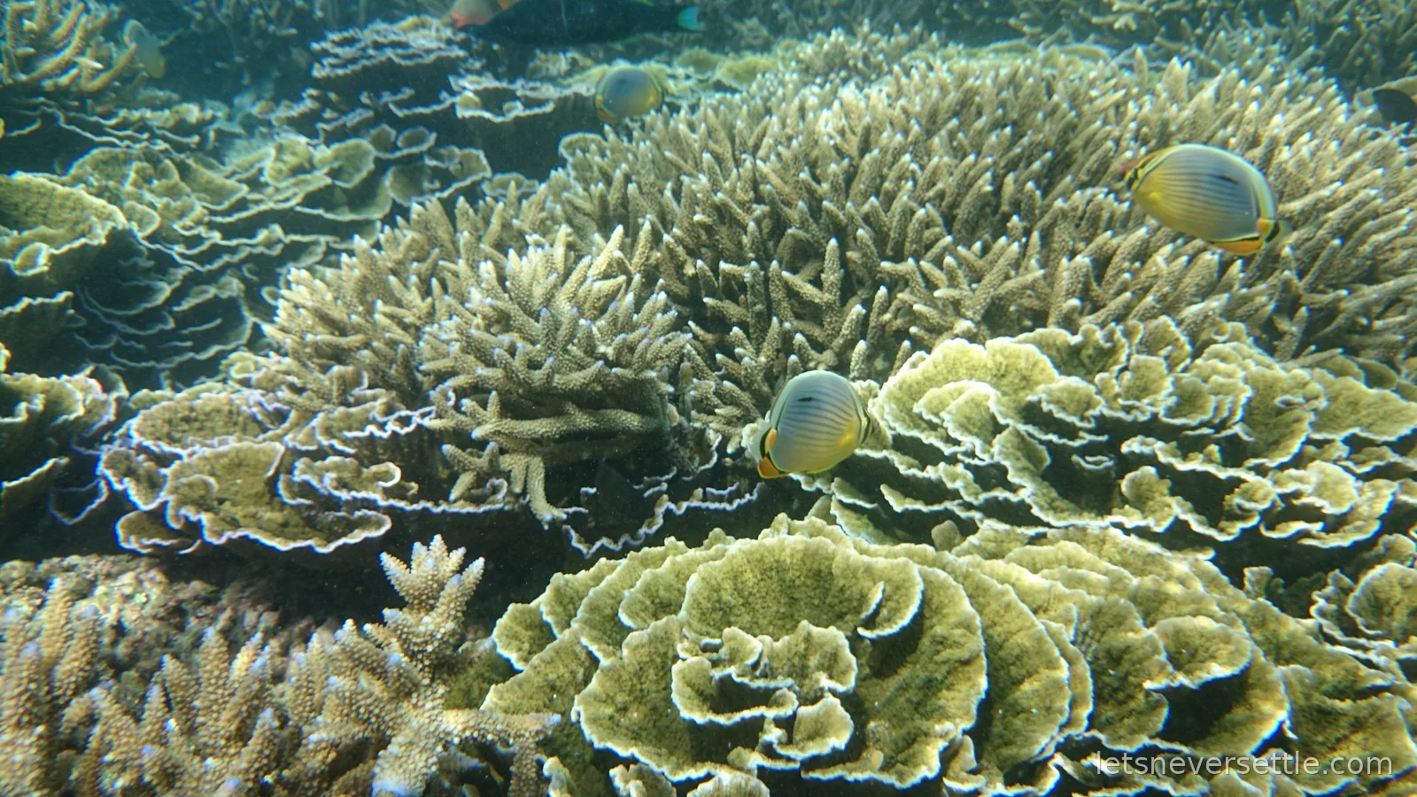 Layered plate and staghorn corals in green and cream with three butterflyfish swimming between them