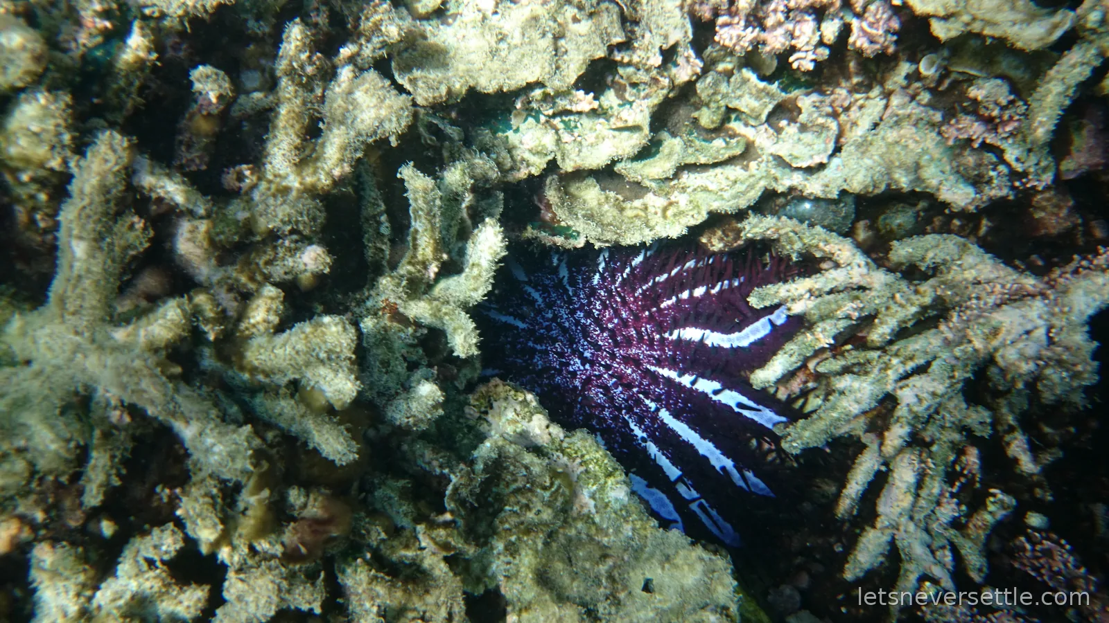 A purple and white crown-of-thorns starfish wedged into a dark gap between branches of coral