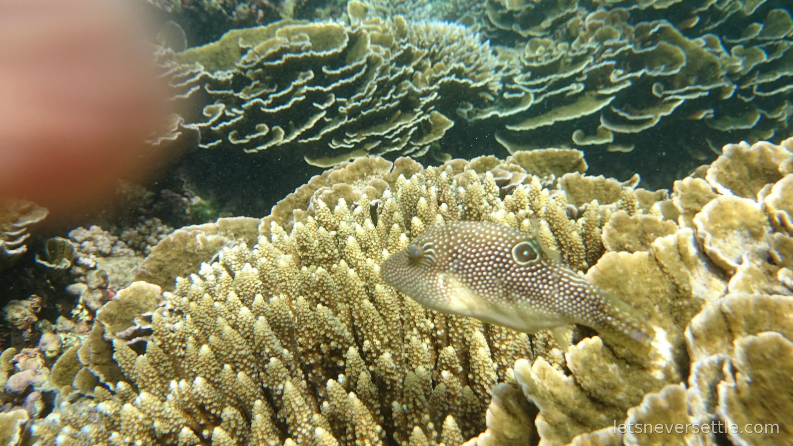 A white-spotted pufferfish resting on ridged coral, a blurred finger pointing into the frame