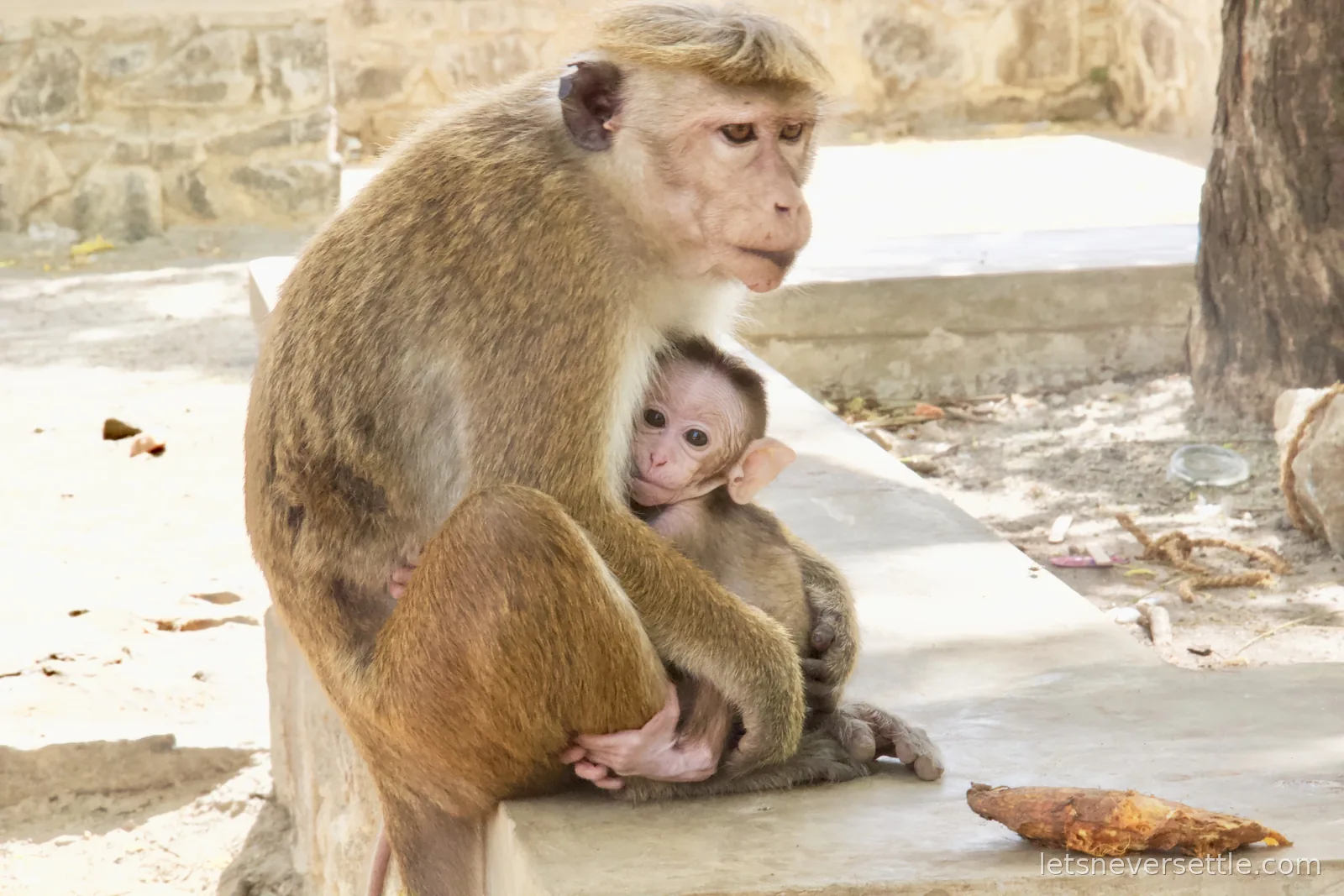 A toque macaque sitting on a stone ledge at Polonnaruwa cradling her baby, which peers out from her lap