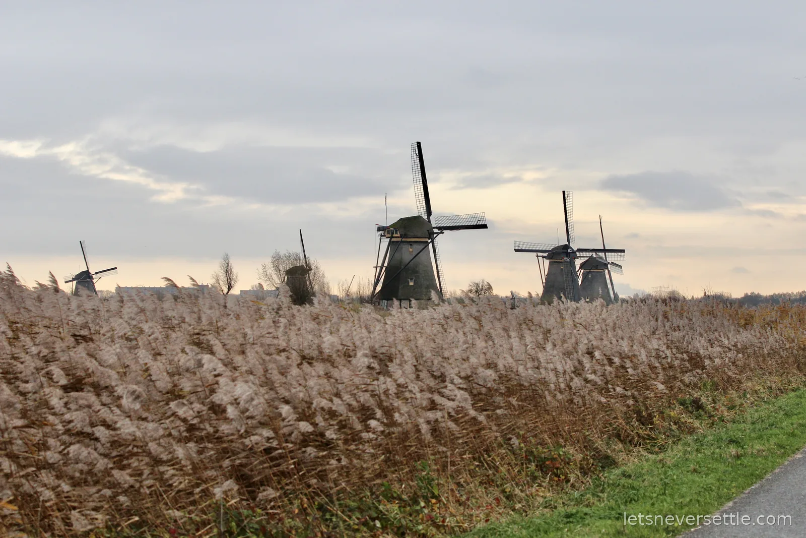 Five Kinderdijk windmills silhouetted above pale reed beds under a soft dusk sky