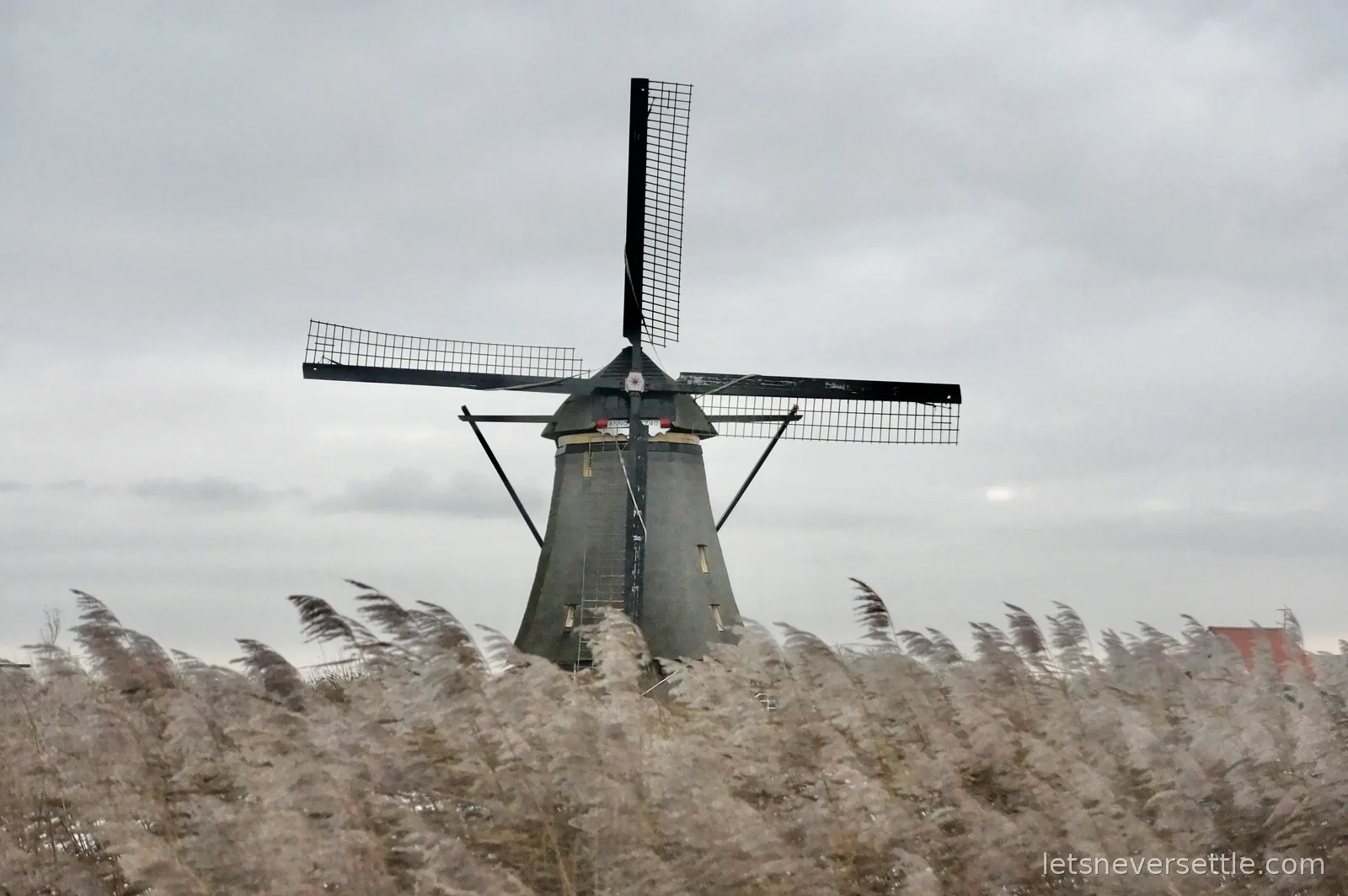 Windmill sails rising above wind-blown reed plumes at Kinderdijk, a small board on the mill reading Anno 1740