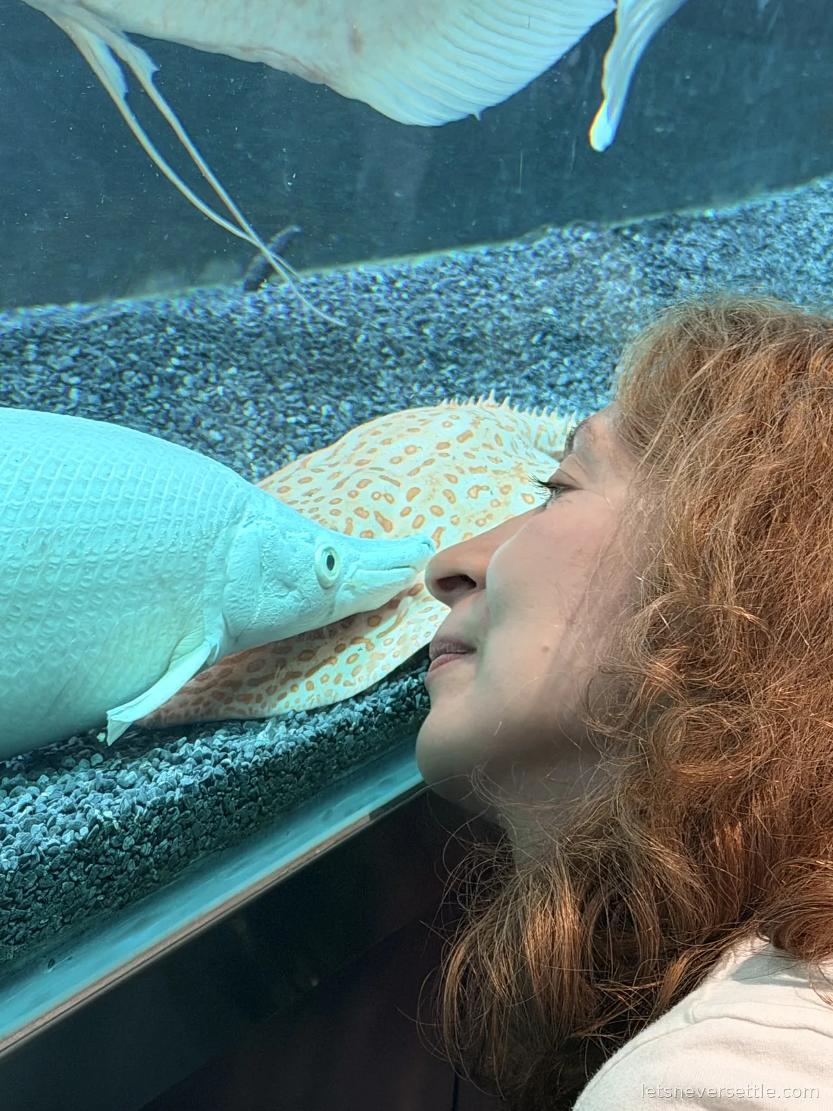 Inga leaning close to the aquarium glass, face to face with a pale long-nosed fish resting on a spotted stingray