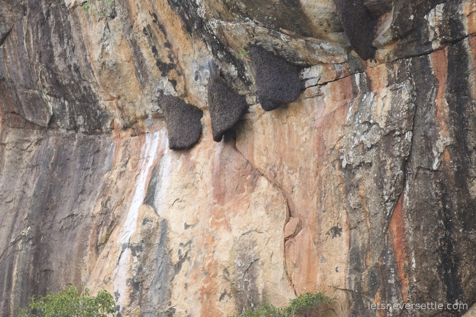 Dark combs of wild bees hanging in a row under an overhang on the sheer rock face at Sigiriya