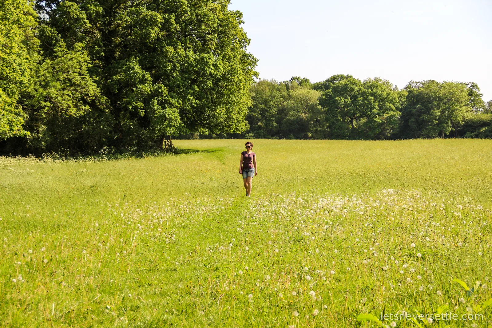Inga walking through a wide meadow dotted with hundreds of white dandelion seed heads, big trees at the edge of the field