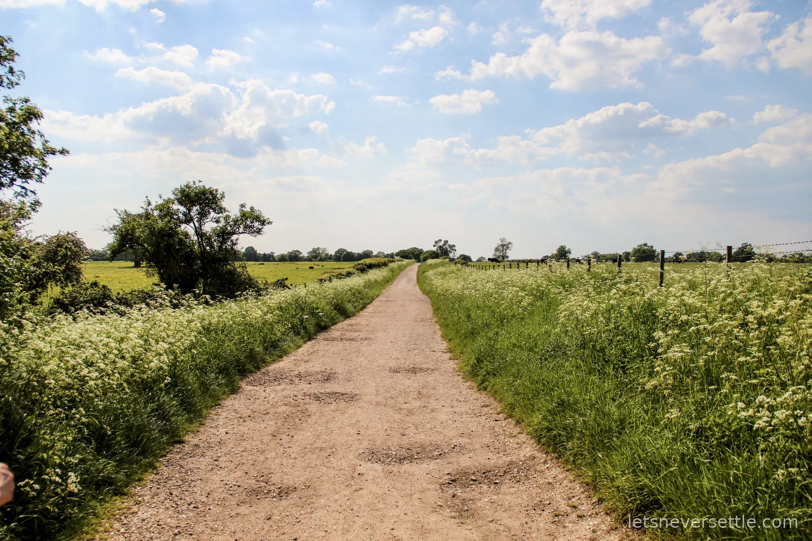A straight gravel track between hedgerows thick with cow parsley, fields and grazing cattle to one side under a blue sky