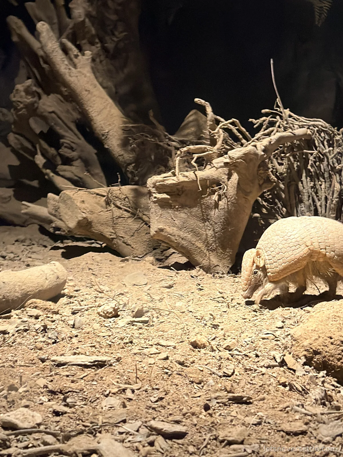 A pale armour-plated armadillo nosing through dry sandy ground beside bleached tree roots in a dimly lit enclosure